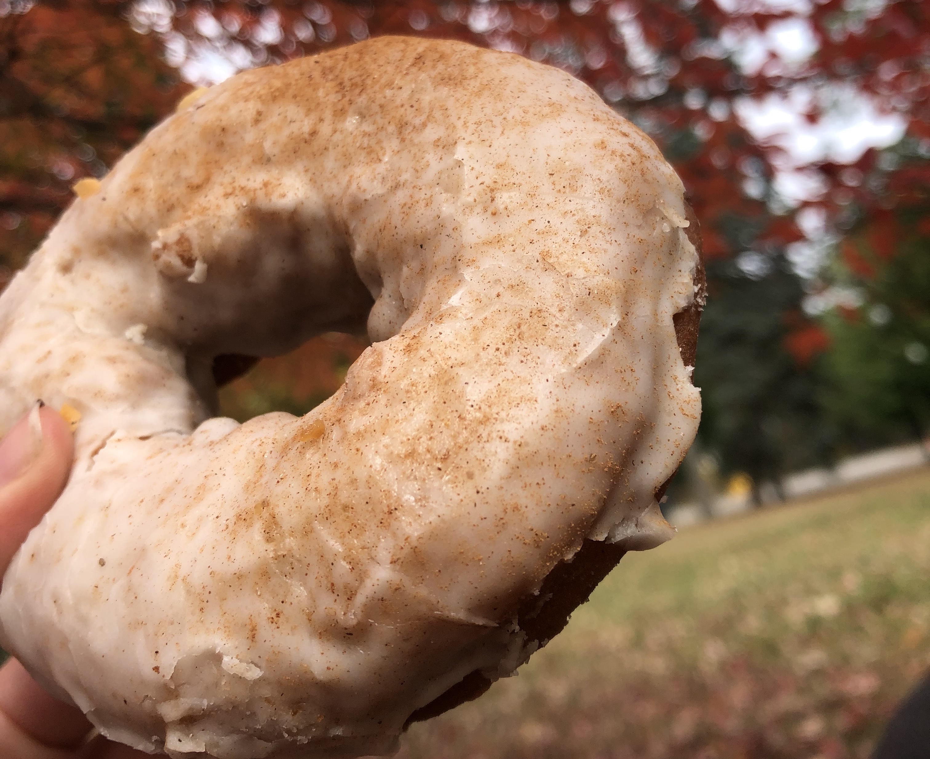 A frosted doughnut dusted in cinnamon, held up with park greenery in the background.
