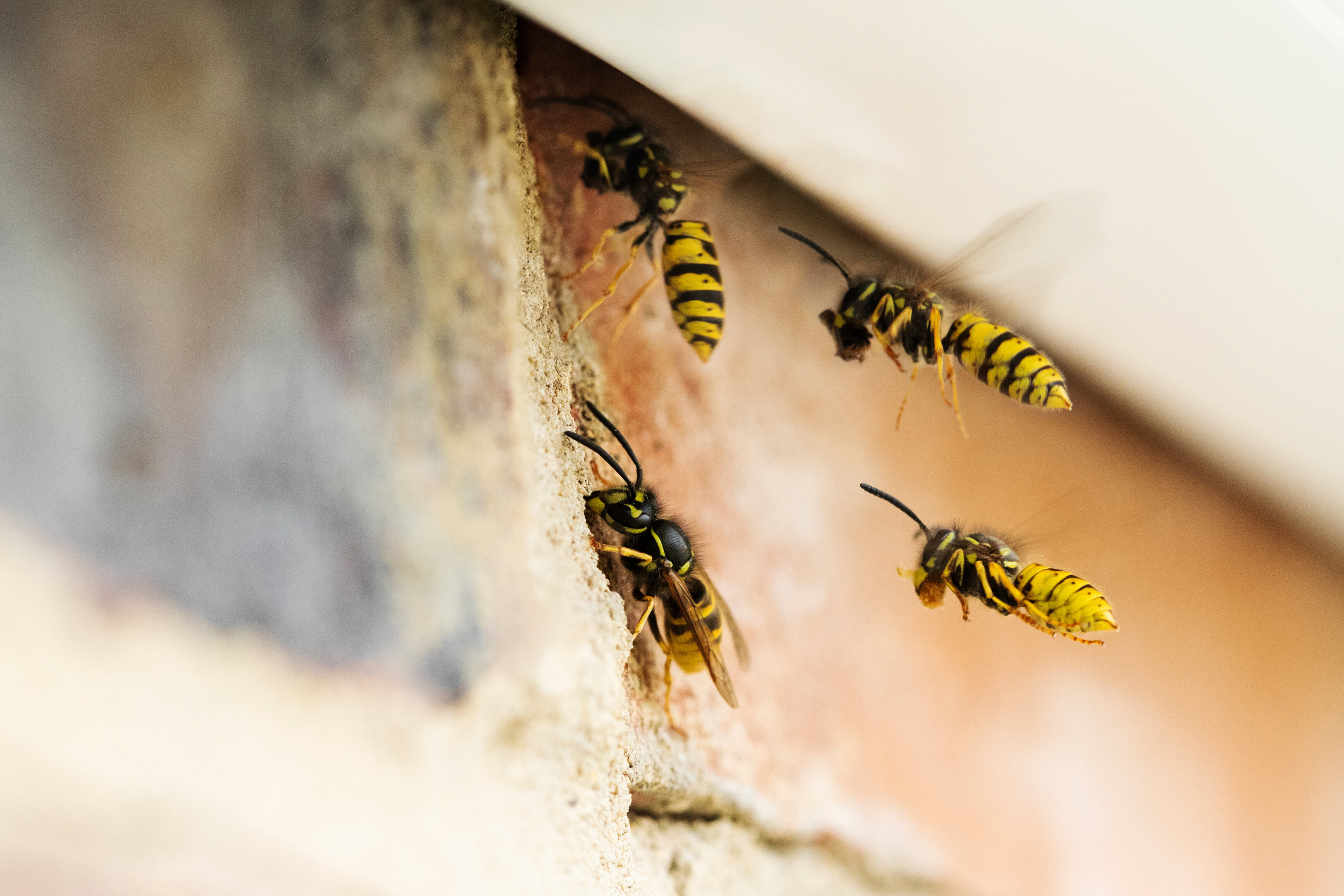Bright yellow wasps swarming on the exterior of a red brick home. 