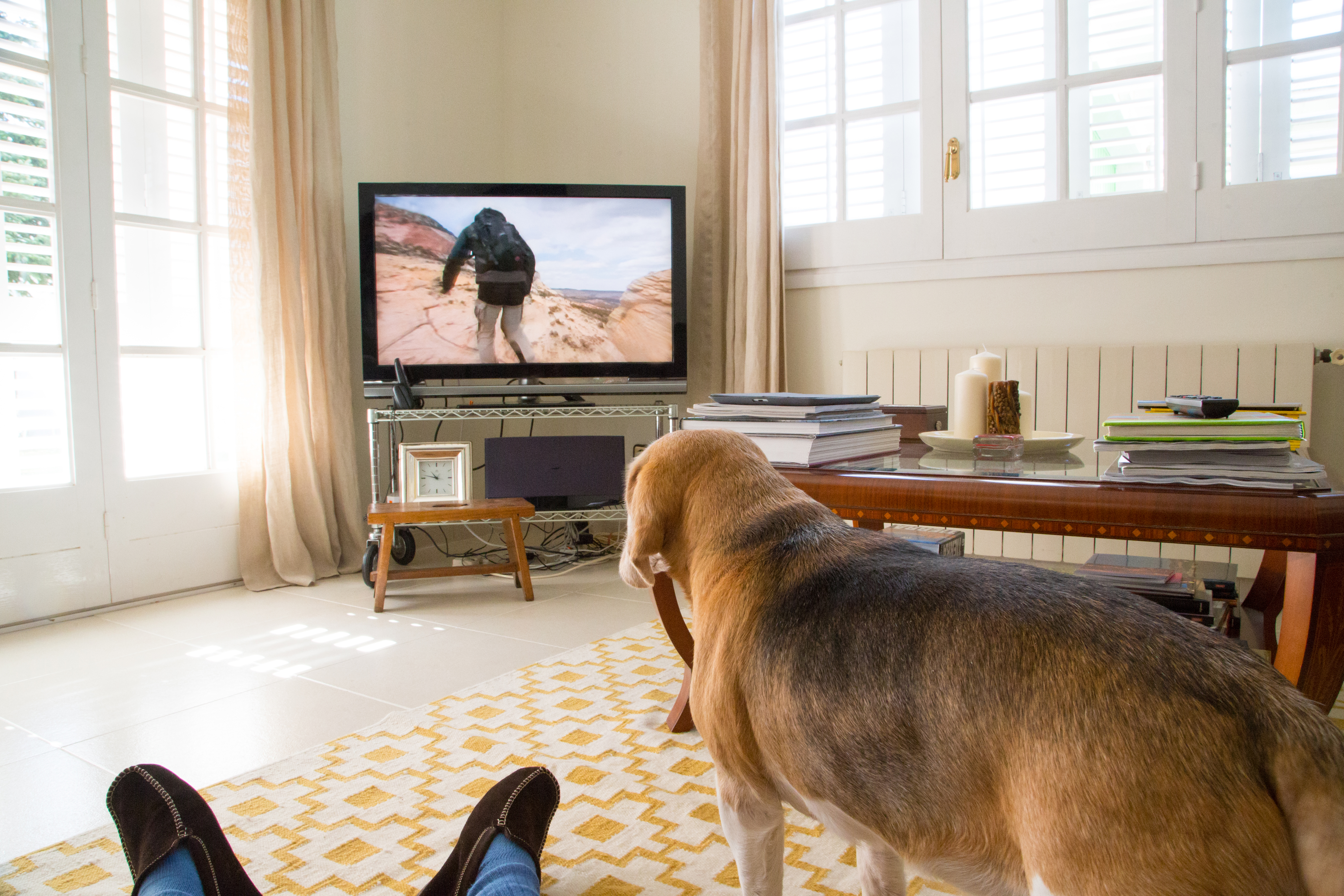 Pets Watching TV