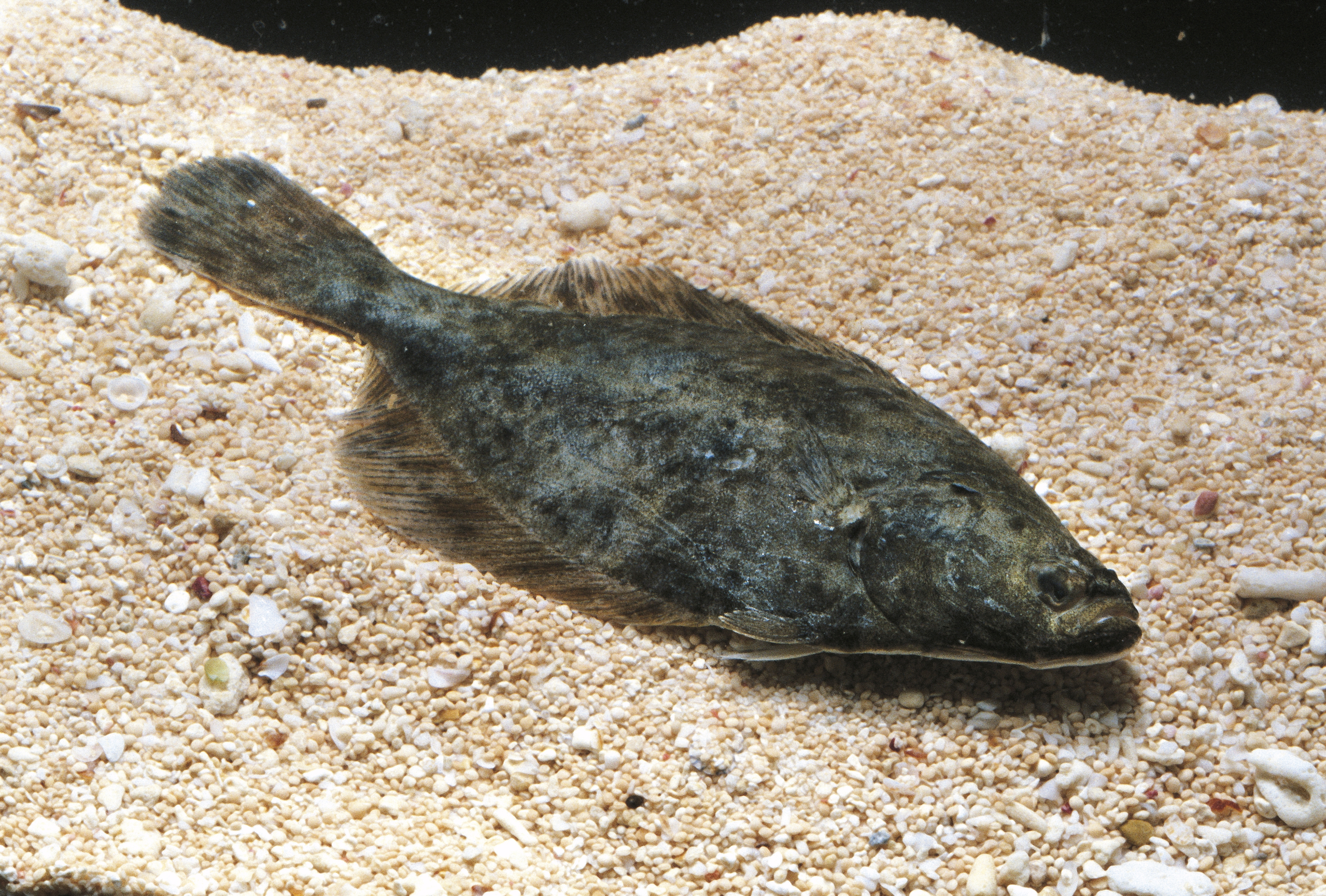Flounder (Platichthys flesus), Pleuronectidae.
