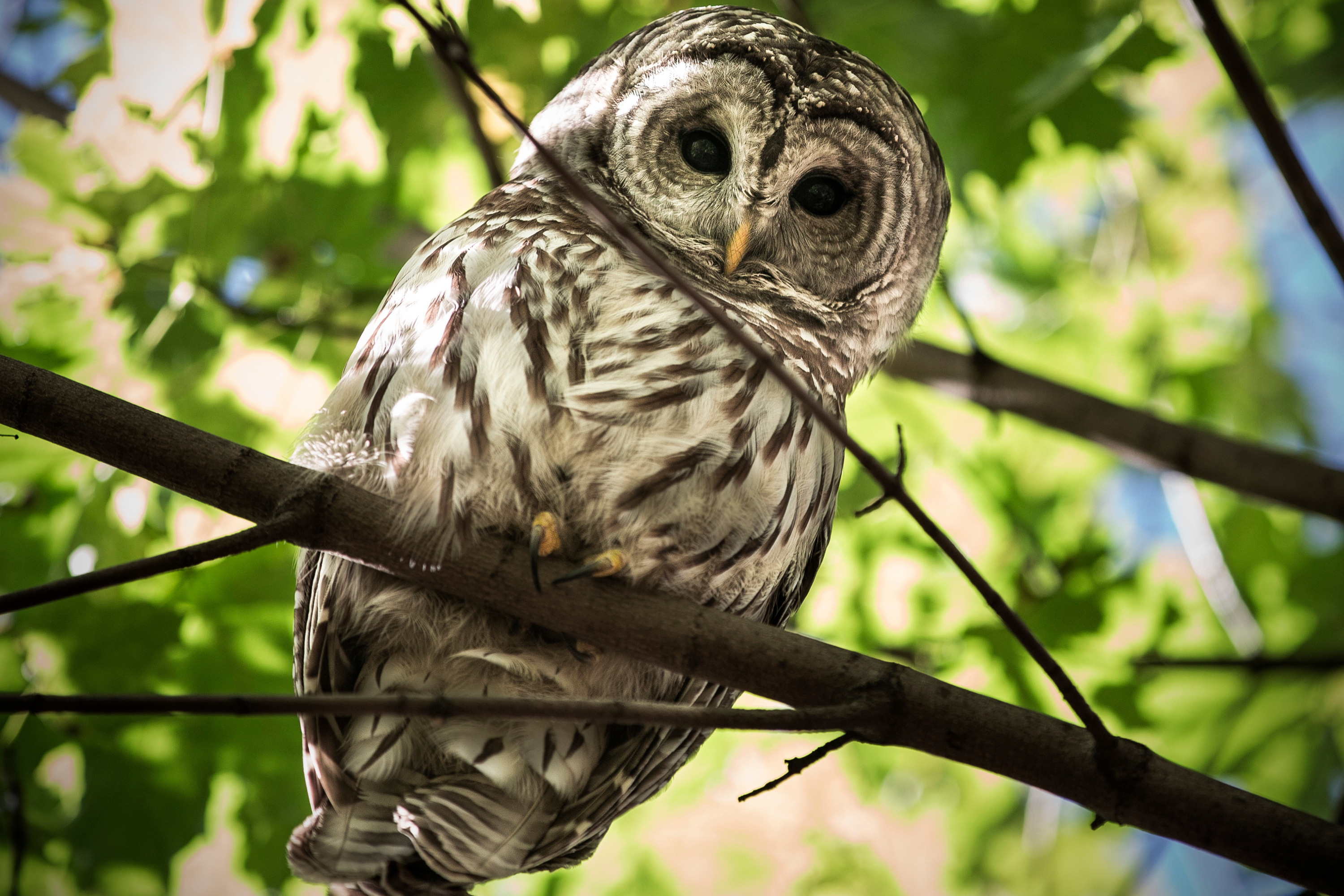 Central Park’s Barry the owl was fatally struck by a vehicle in August.