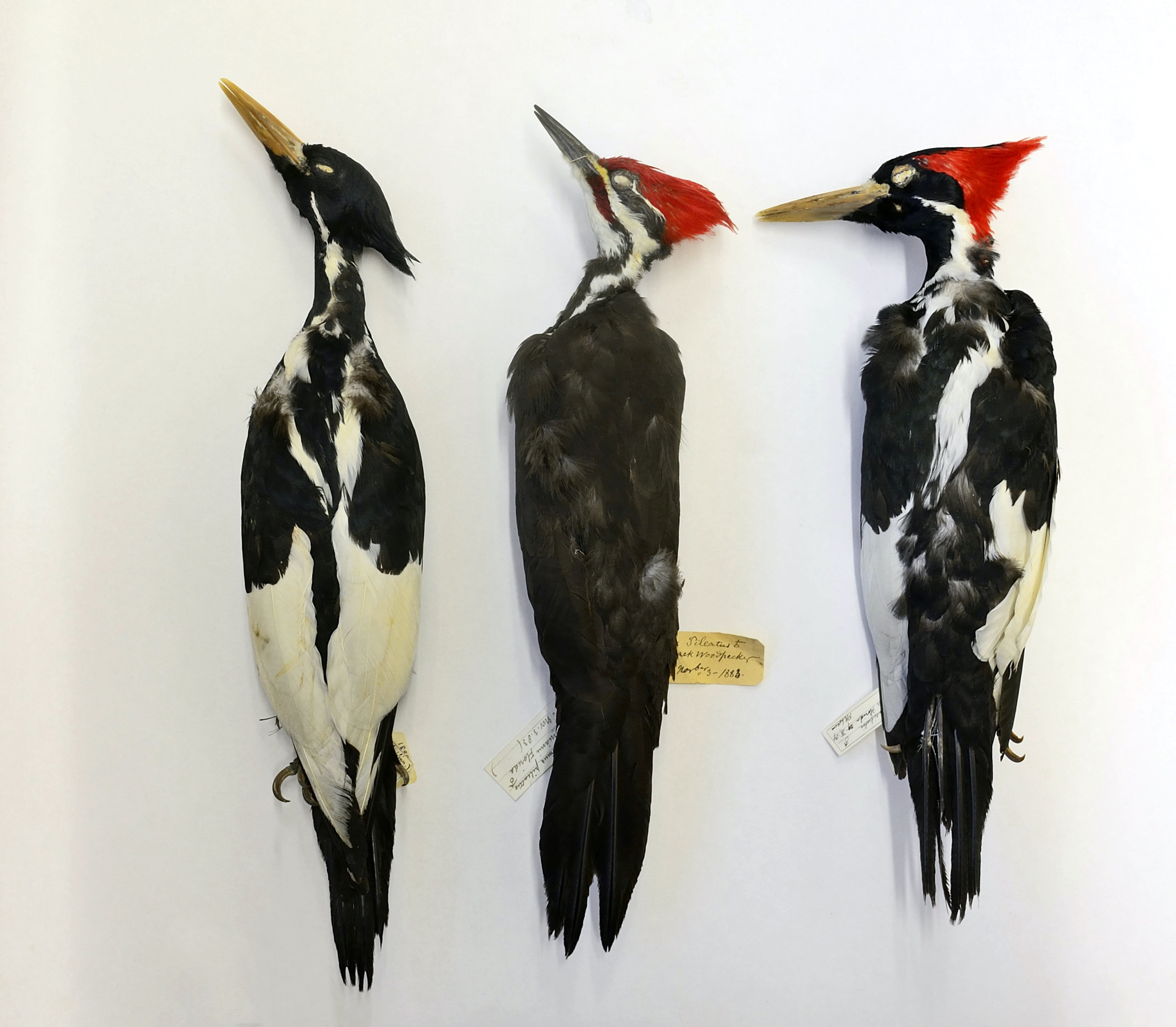 Three dead and preserved woodpeckers lying on a white board.