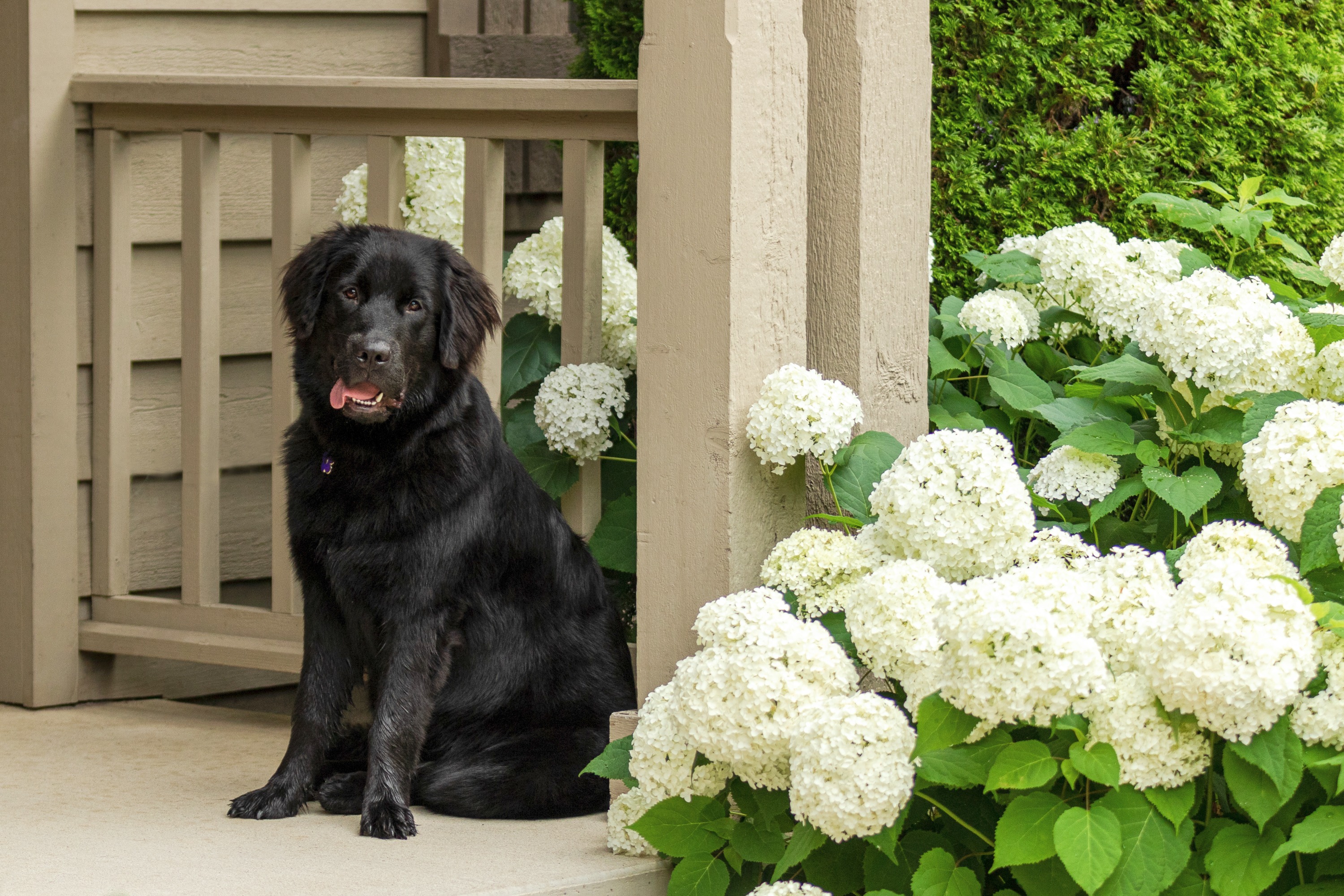 A black newfoundland puppy on a brown porch of a home next to a large white hydrangea plant.