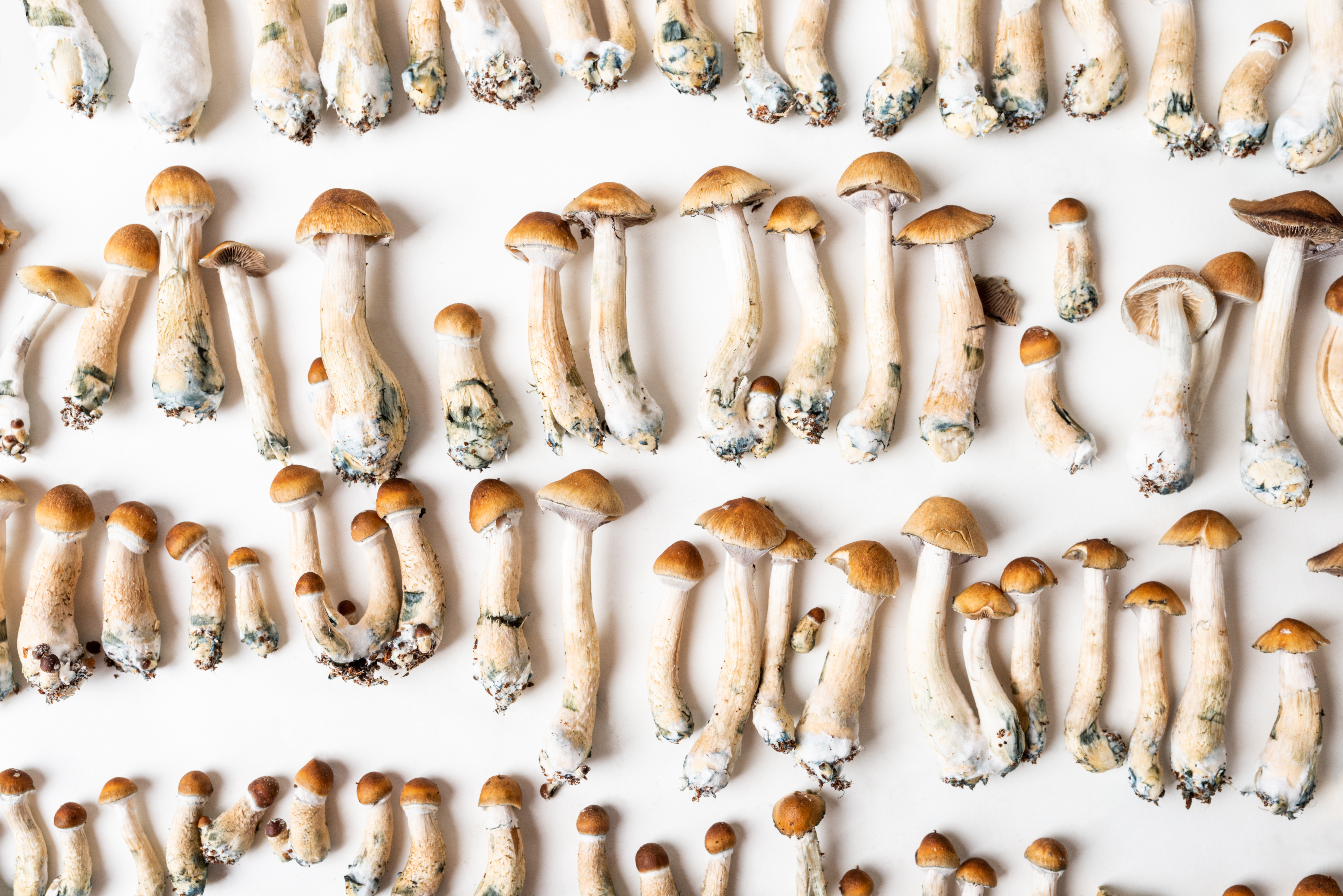 Row after row of tiny psychedelic mushrooms on a white background.