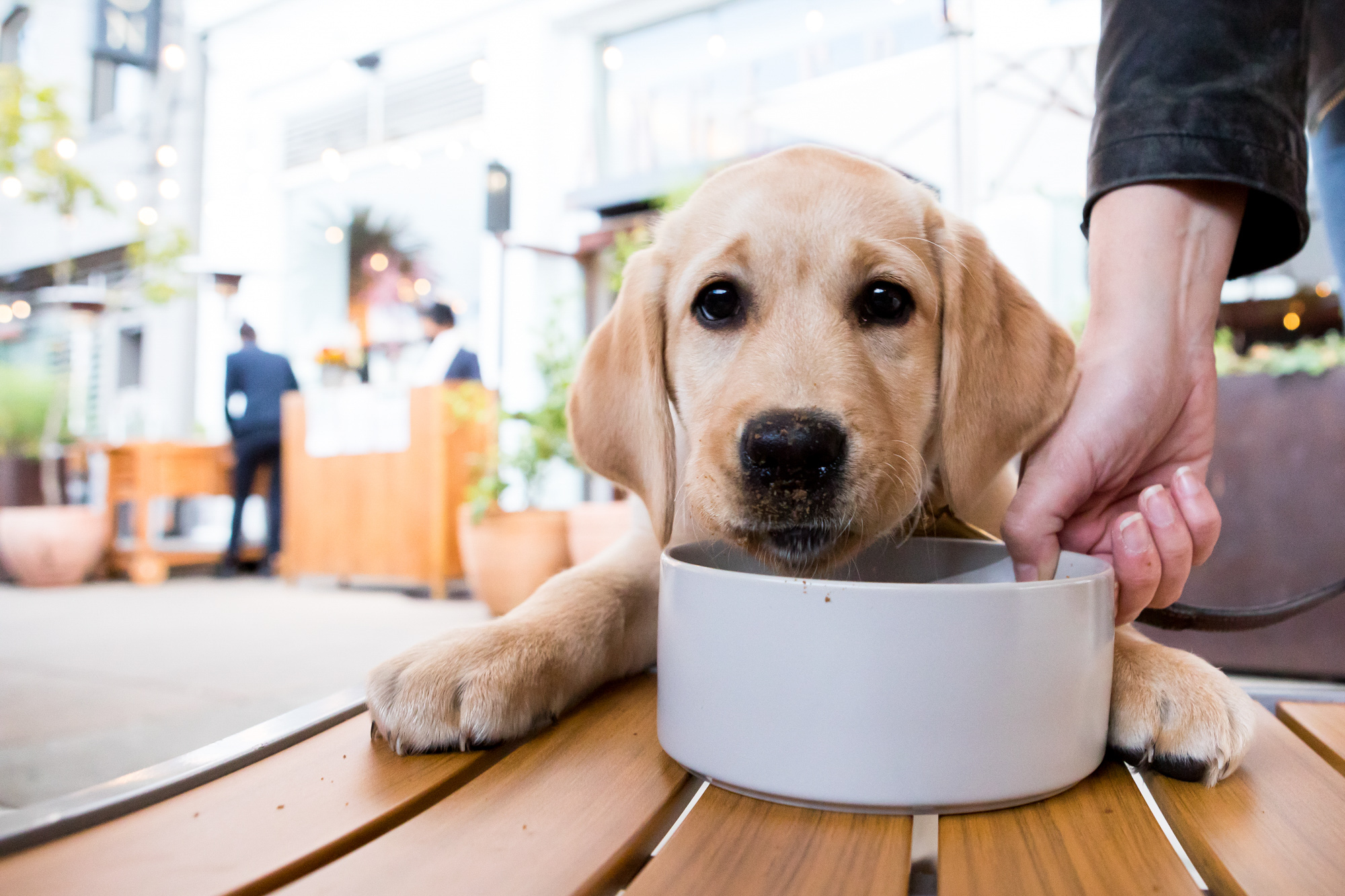 A yellow English lab puppy sitting at a table with a bowl of food.