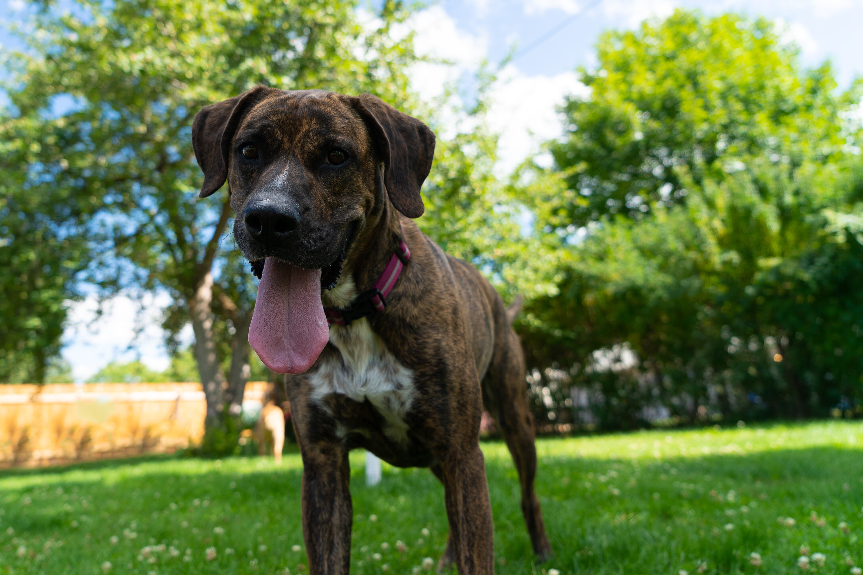 A plott hound dog with mostly brown fur and some white spots looking at the camera with its tongue out, the background is a yard with a fence and green grass 