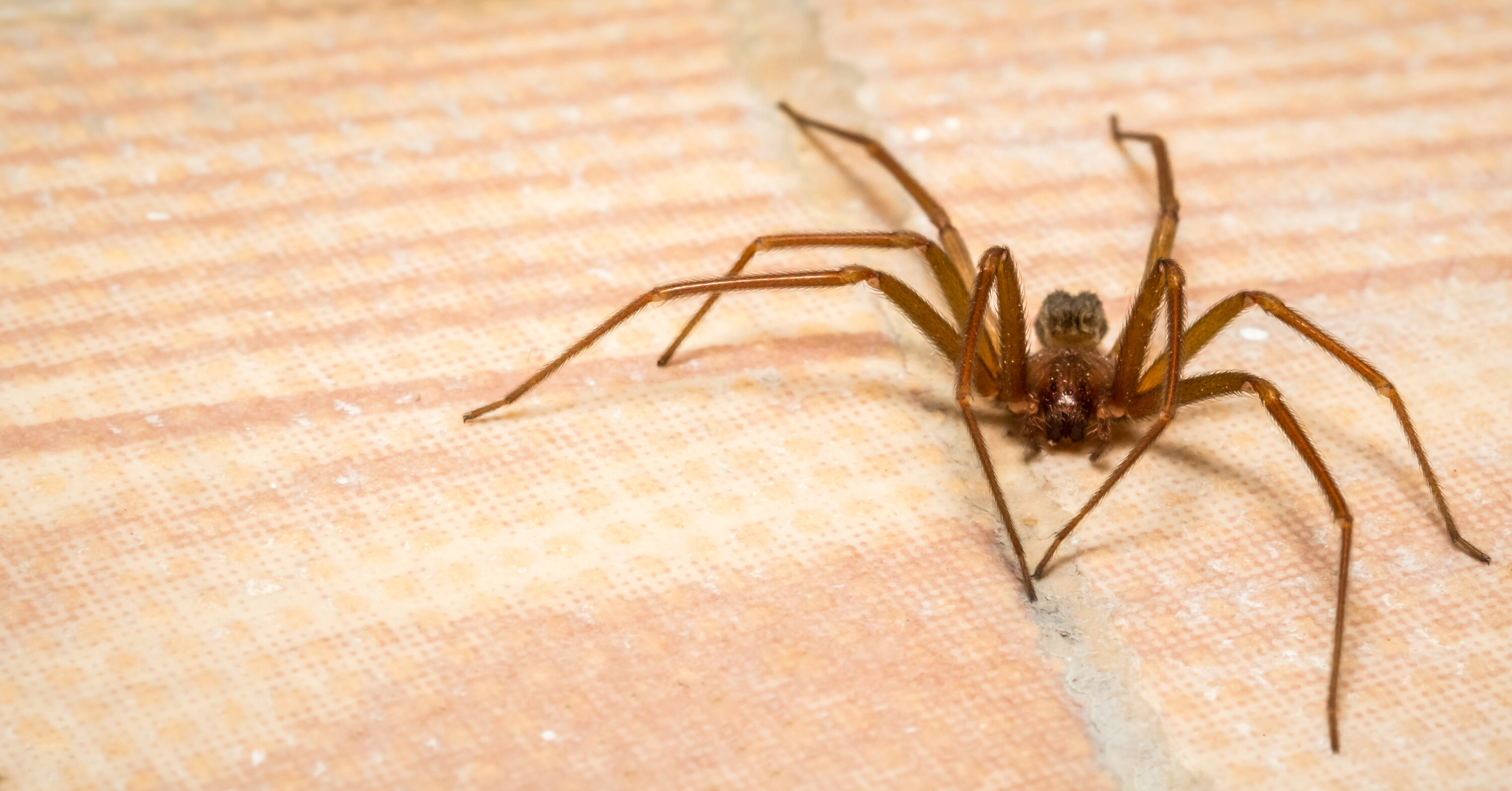 近距离拍摄一只棕色隐士蜘蛛在铺着瓷砖的棕褐色地板上