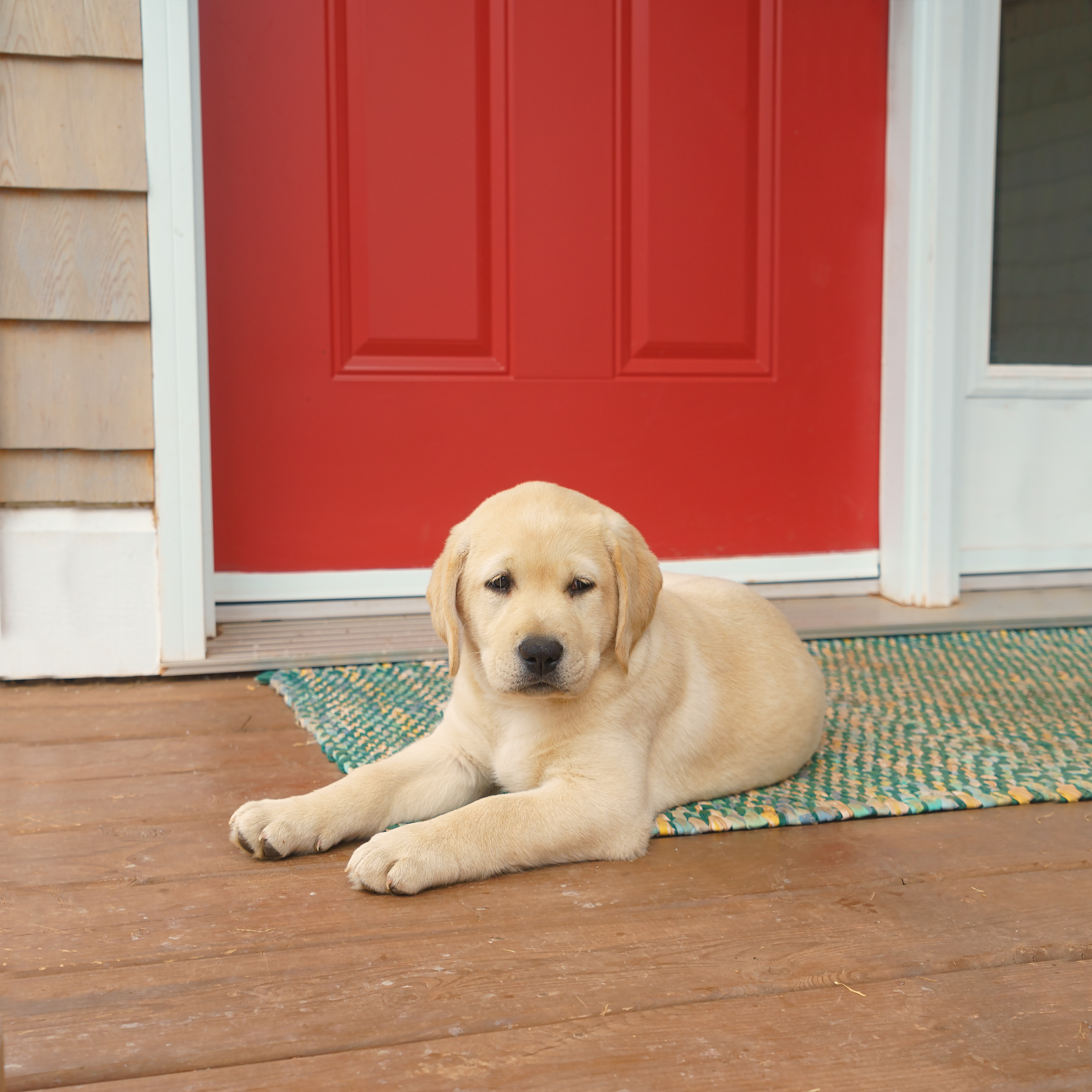 A yellow Labrador Retriever puppy lays on a multicolored green and yellow mat outside of a red front door on a wooden front porch.