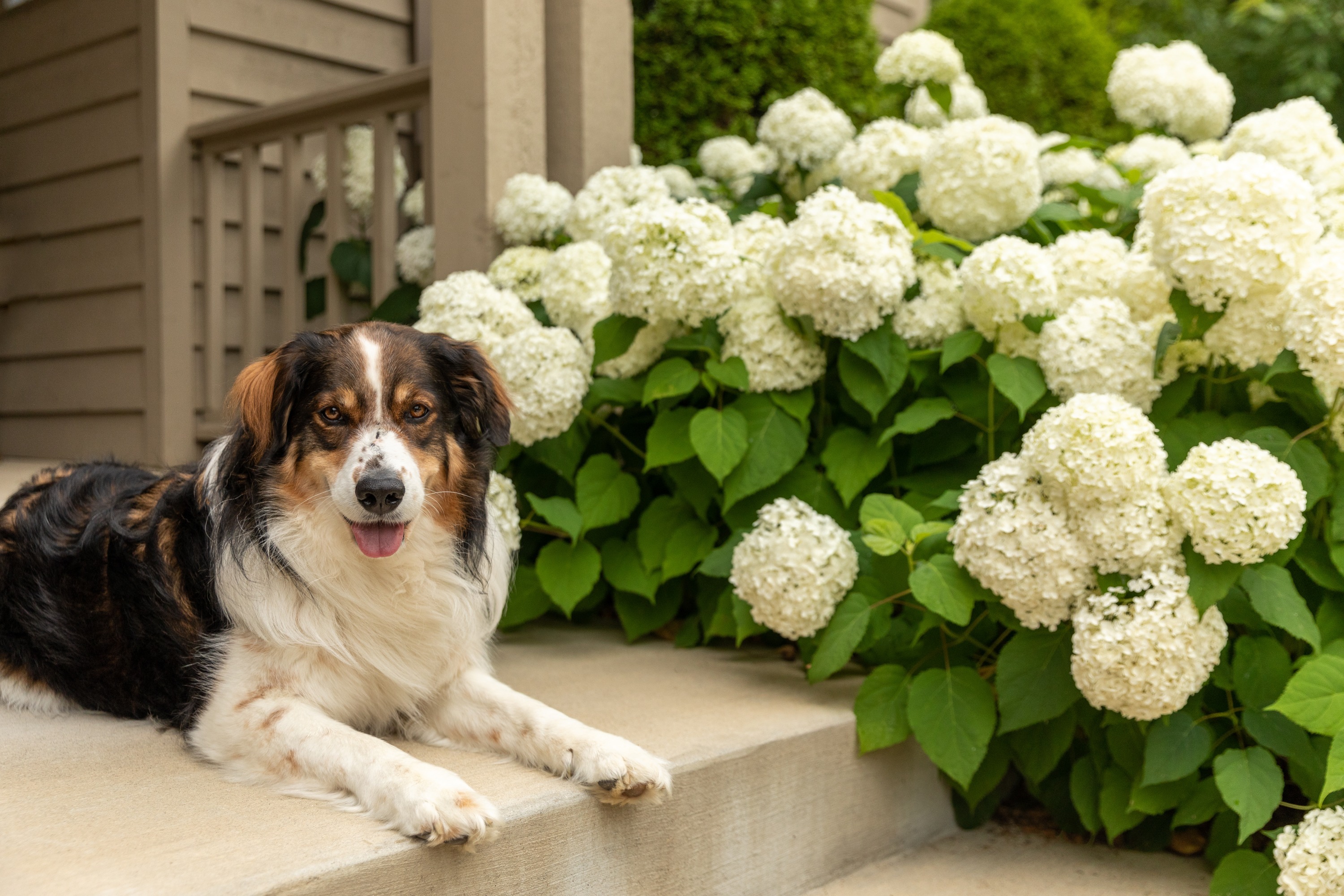 A black, brown, and white shepherd dog on a concrete porch of a brown house next to white hydrangeas.