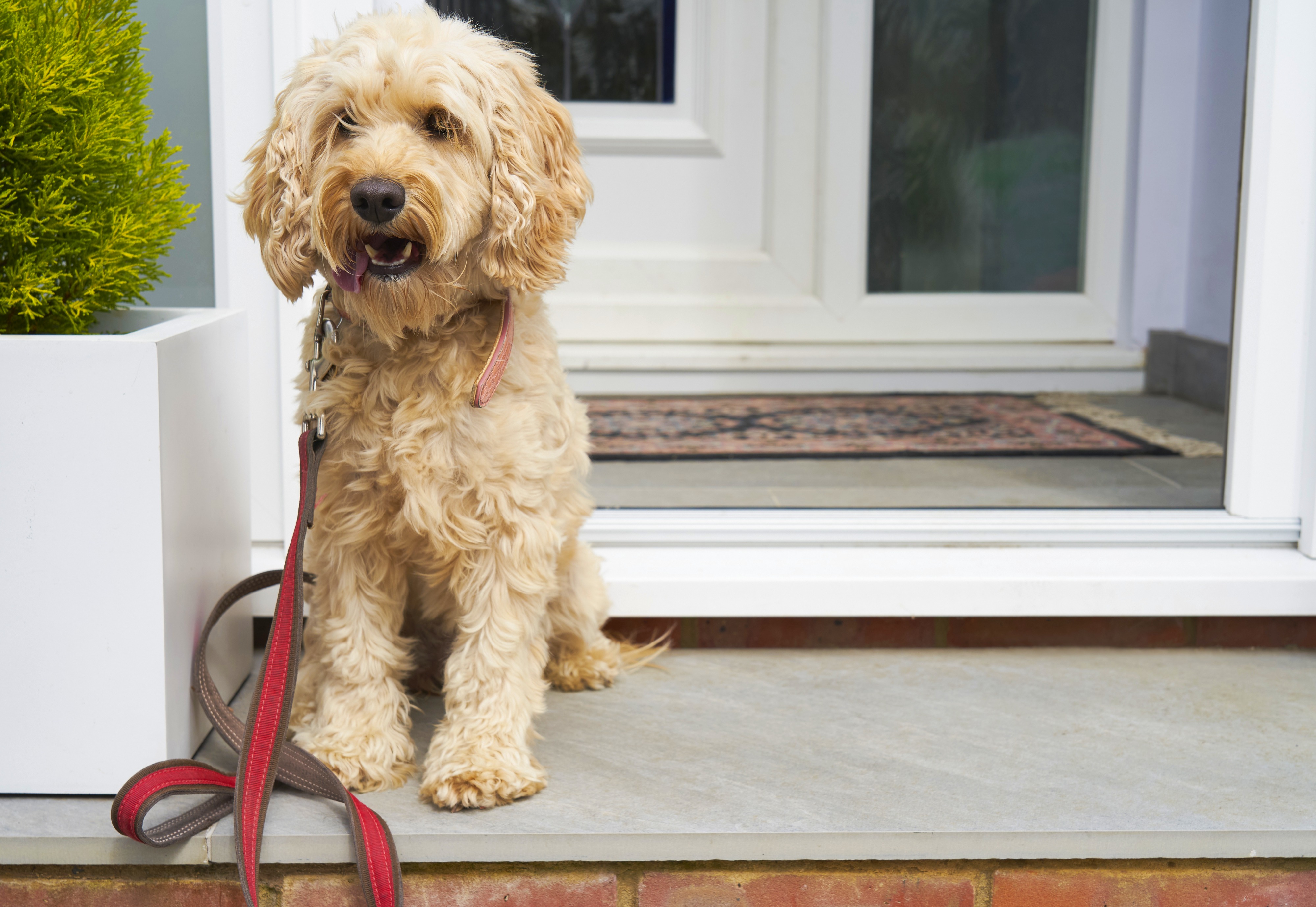 A light brown cockapoo sits on a front porch next to a white planter box with green shrub in it and has red leash hanging from collar.