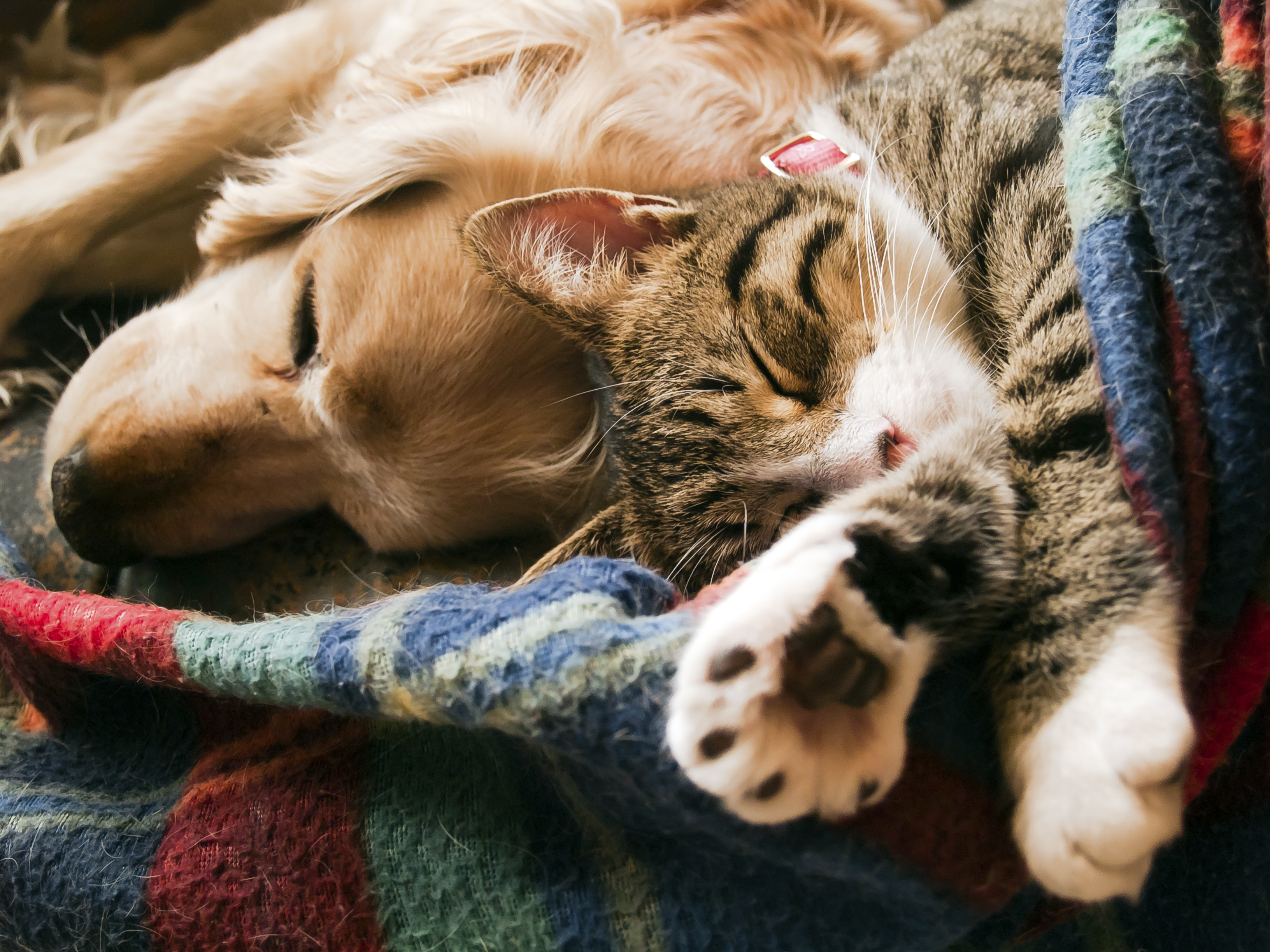 A brown and white cat sleeping closely to a golden retriever in a blue and red blanket.