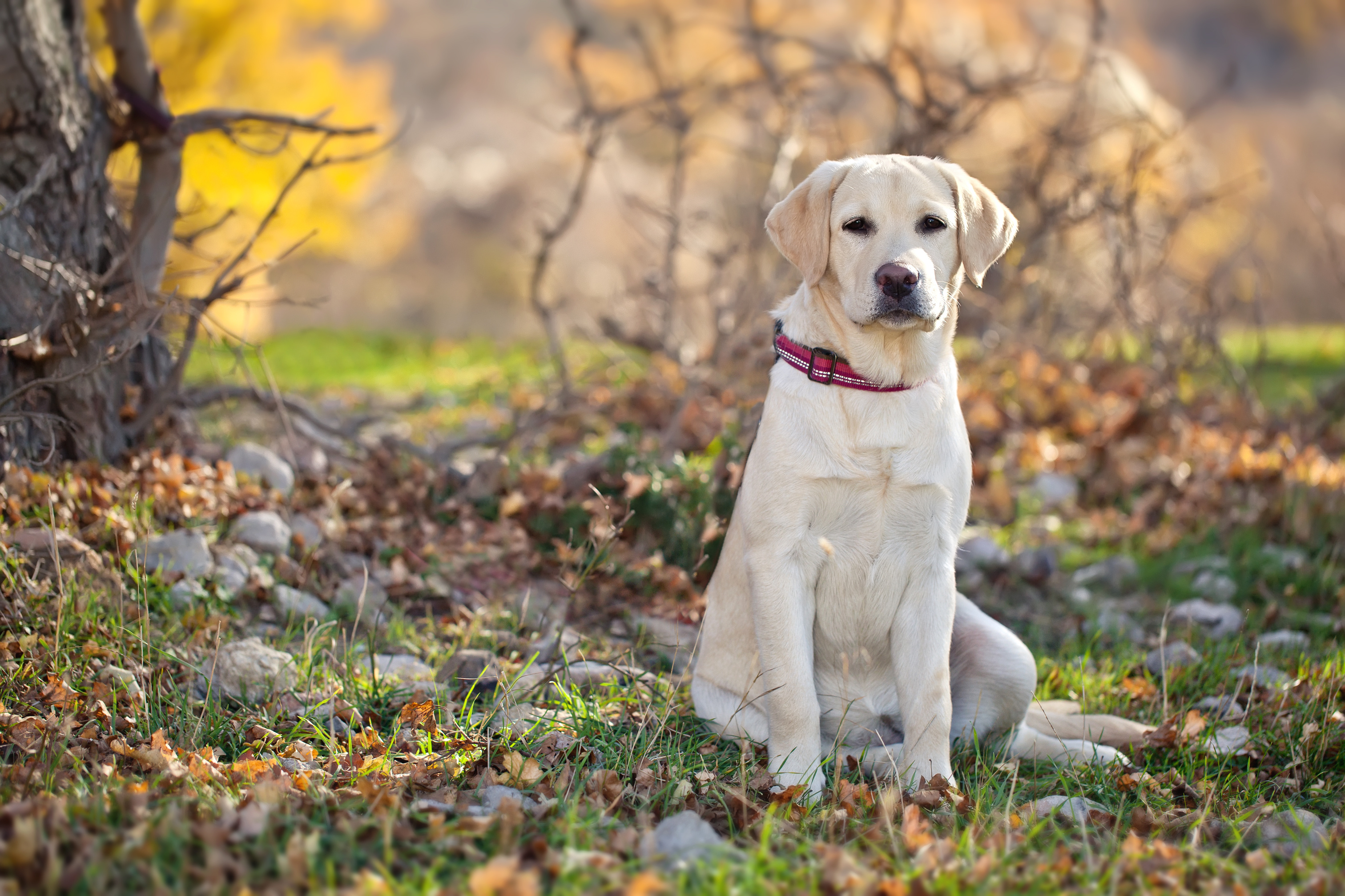 A yellow full size lab with a red collar sitting down looking at the camera with woods and fall leaves and trees in the background 