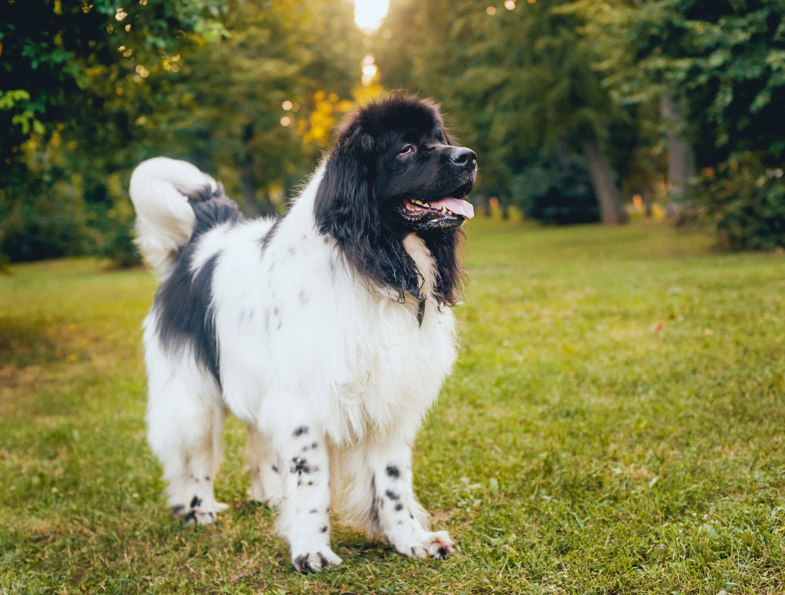 A black and white Newfoundland full size dog standing looking off to the side in green grass, with a lot of trees, and golden sunshine in the background