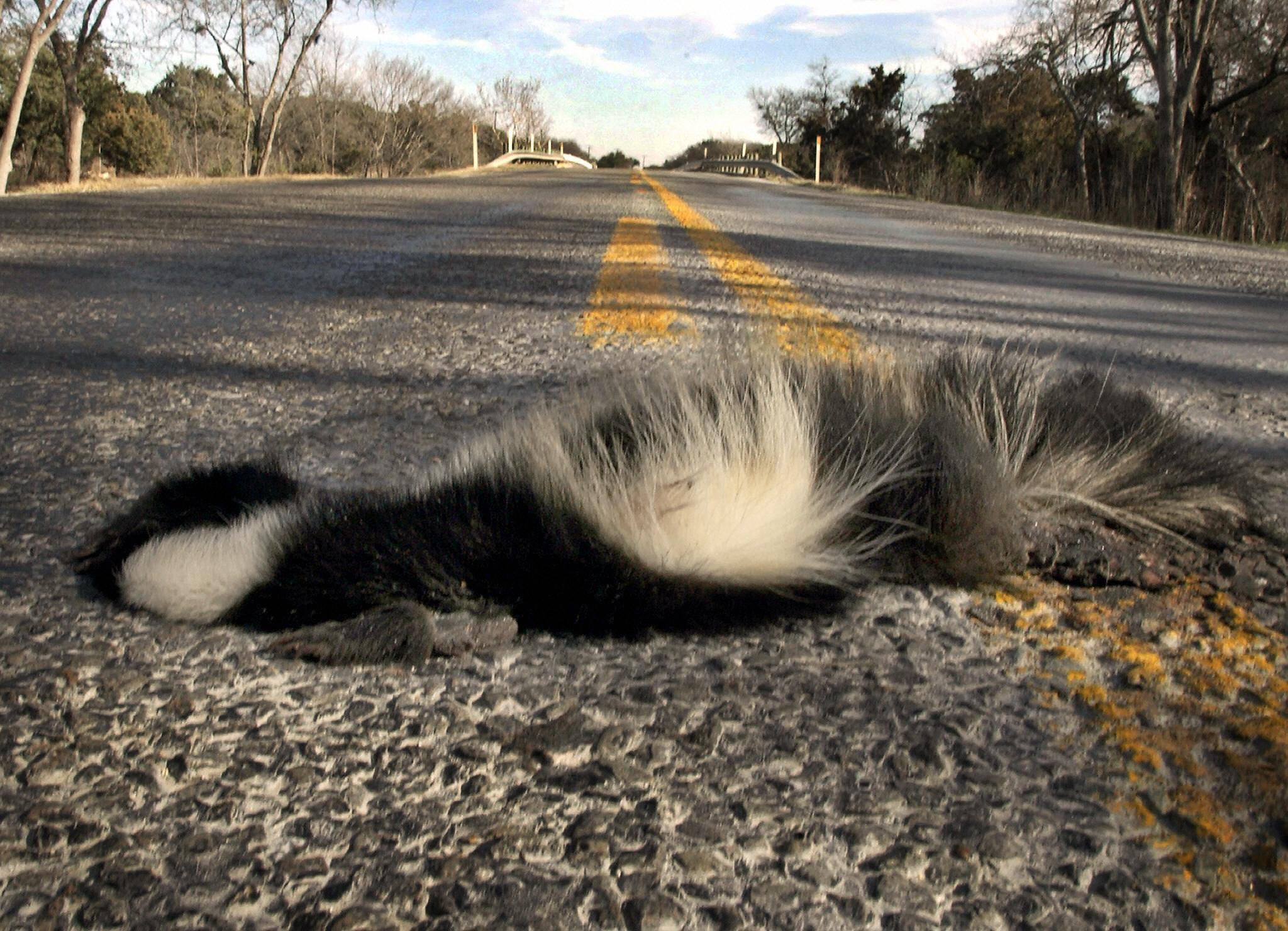 A dead skunk is flattened in the middle
