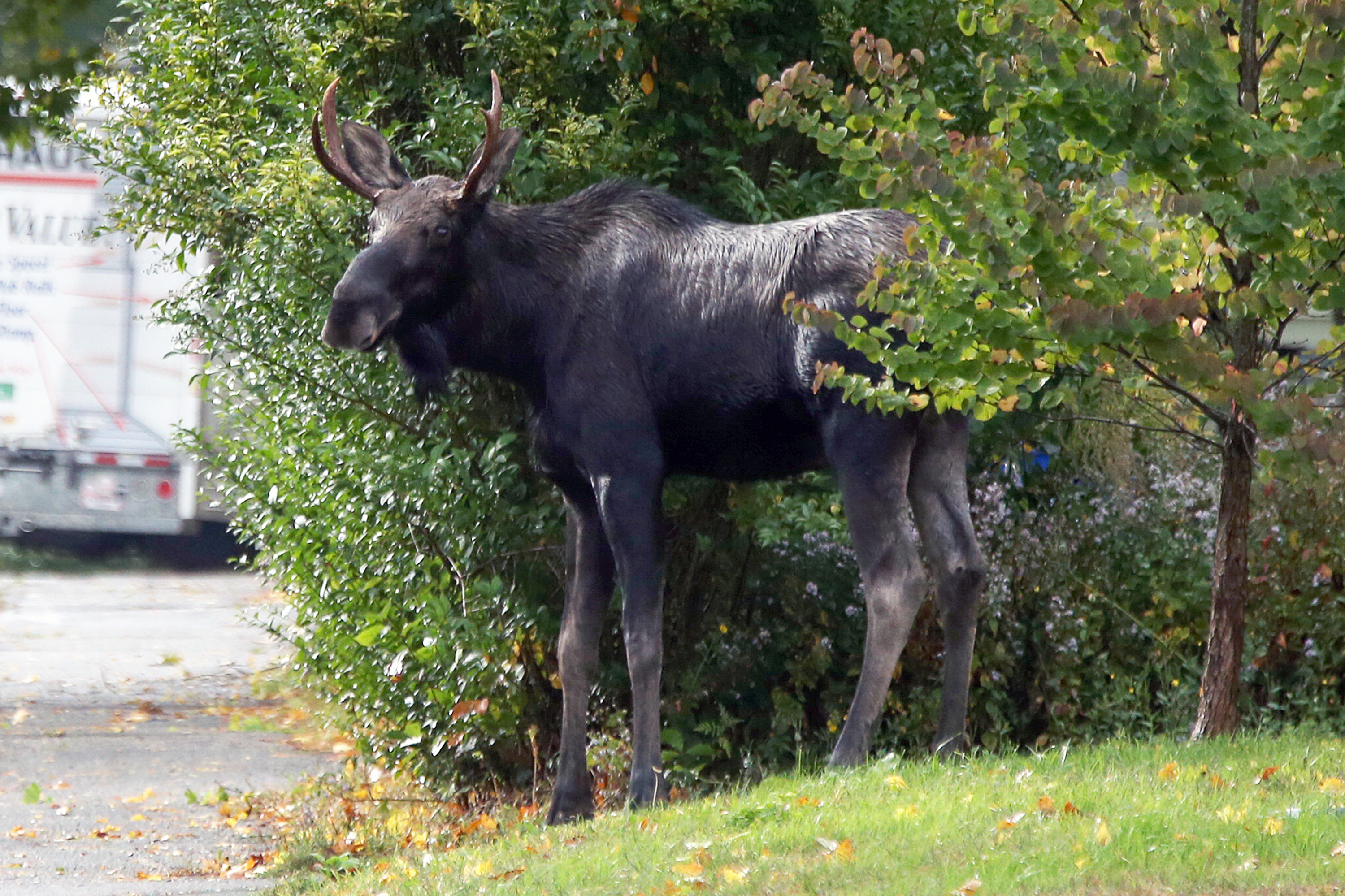 Moose on the loose in the Willard Beach neighborhood of South Portland