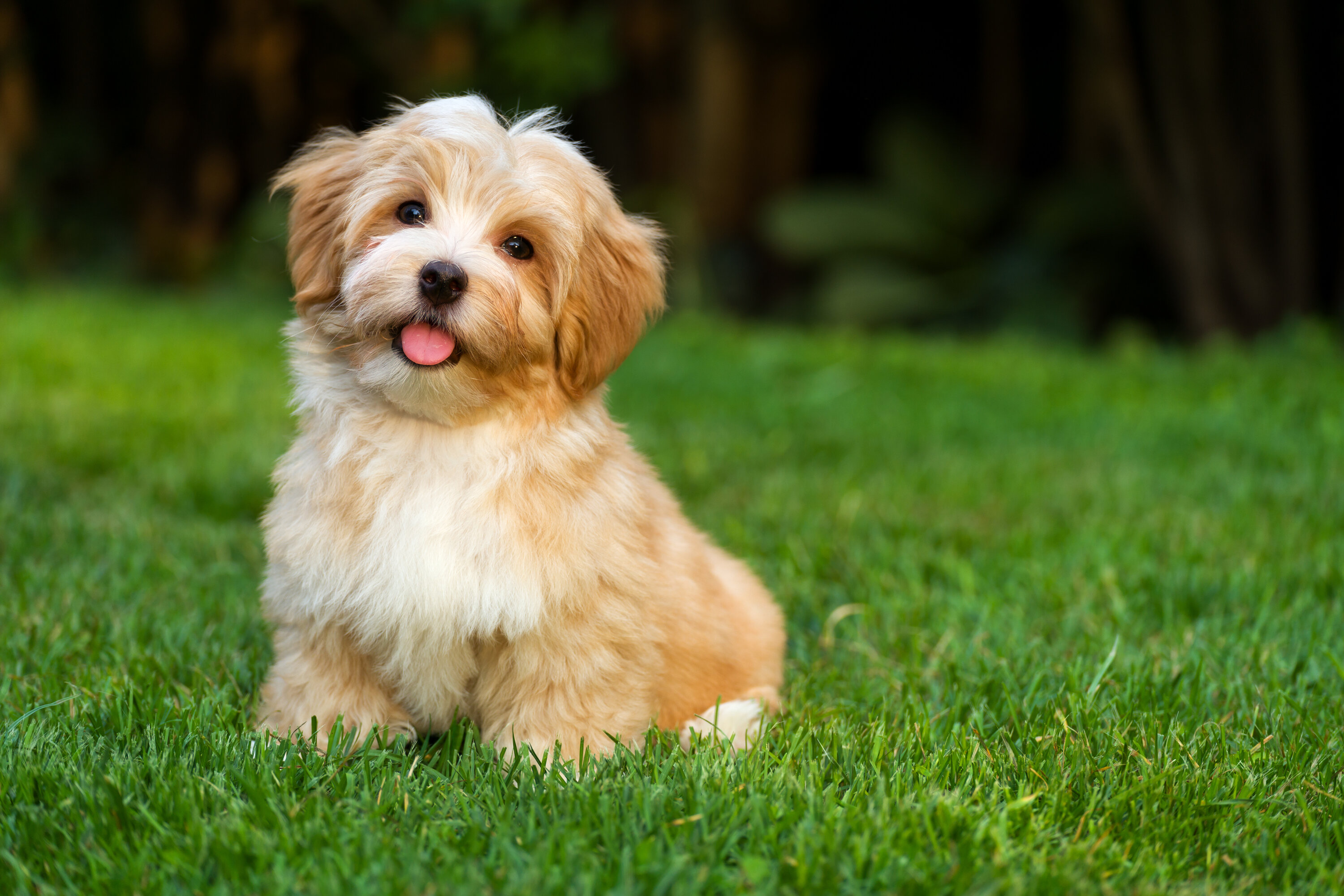 A fluffy golden and white puppy looking at the camera with its tongue out while sitting on a lush green lawn