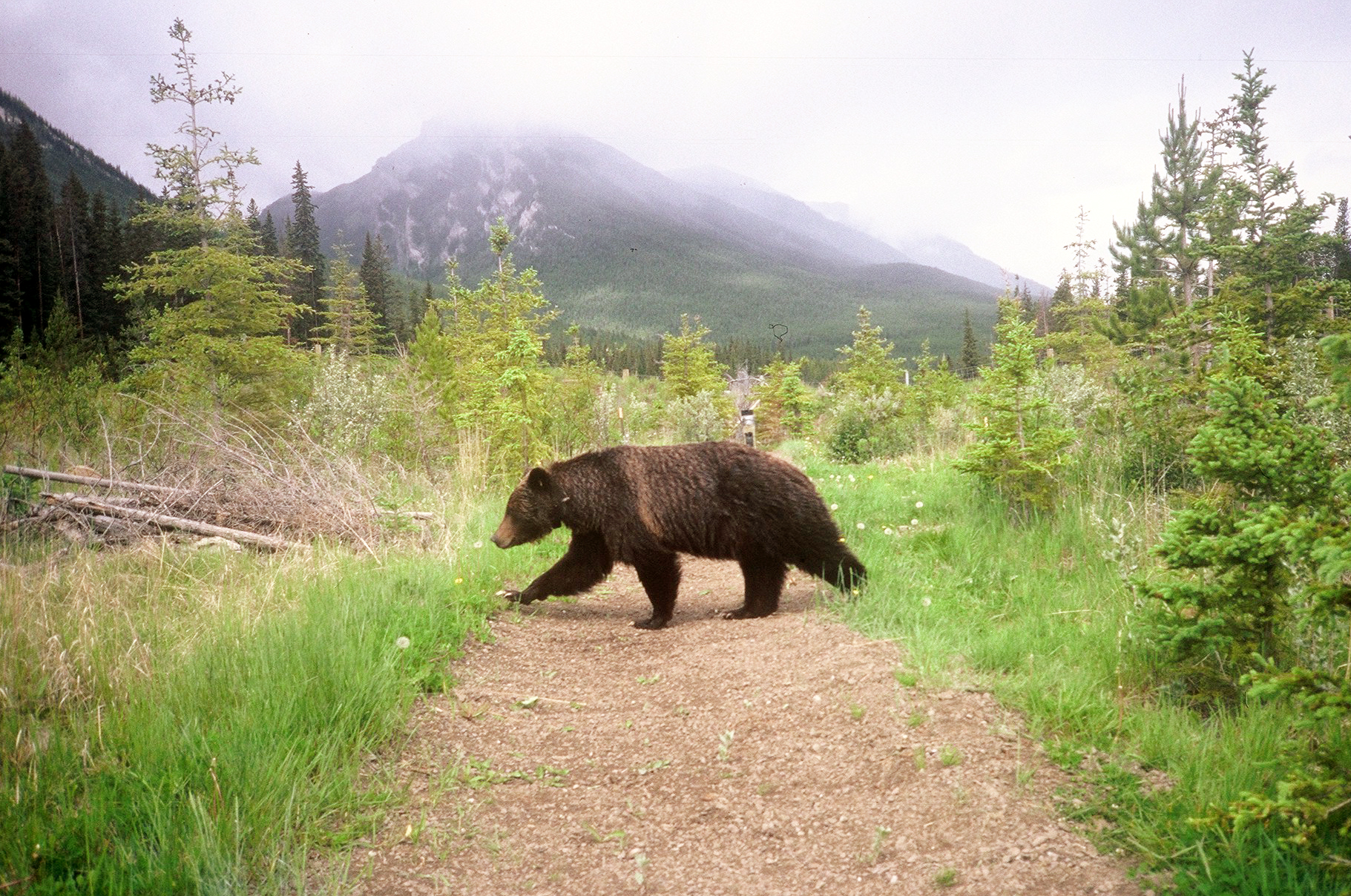 A bear walking across a mountain path.
