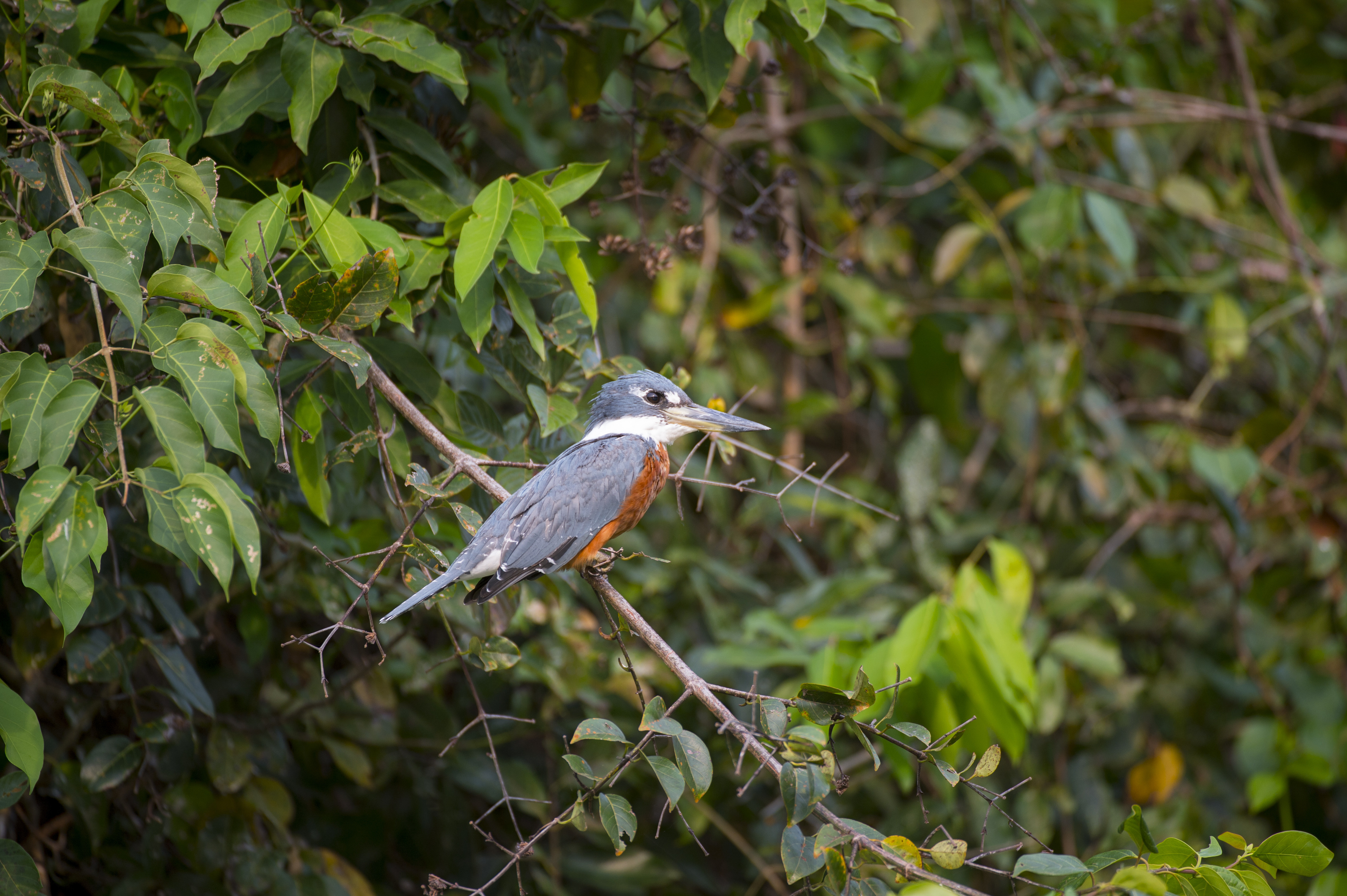 A Belted kingfisher (Megaceryle alcyon) is perched in a bush...