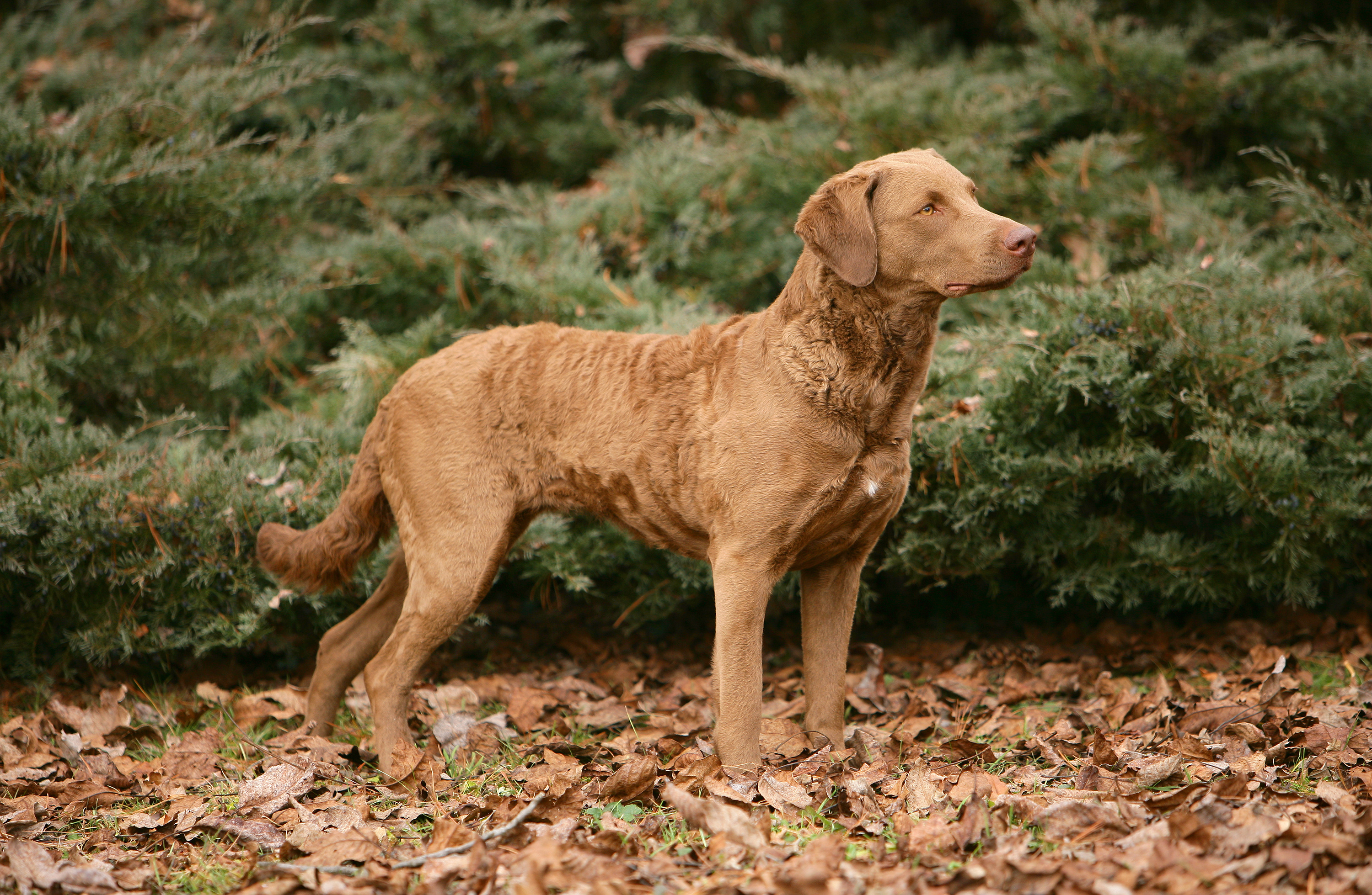 A light brown Chesapeake Bay retriever standing up looking away from the camera, standing in fall leaves