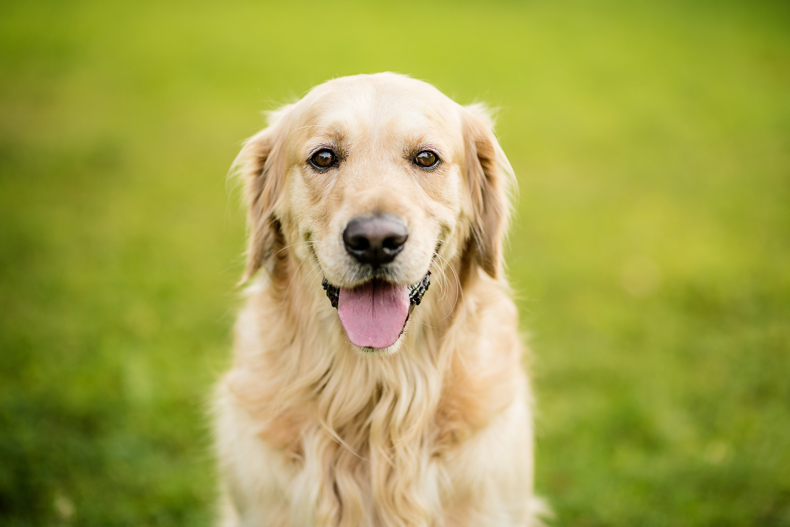 A close-up of a Golden Retriever looking at the camera with grass in the background