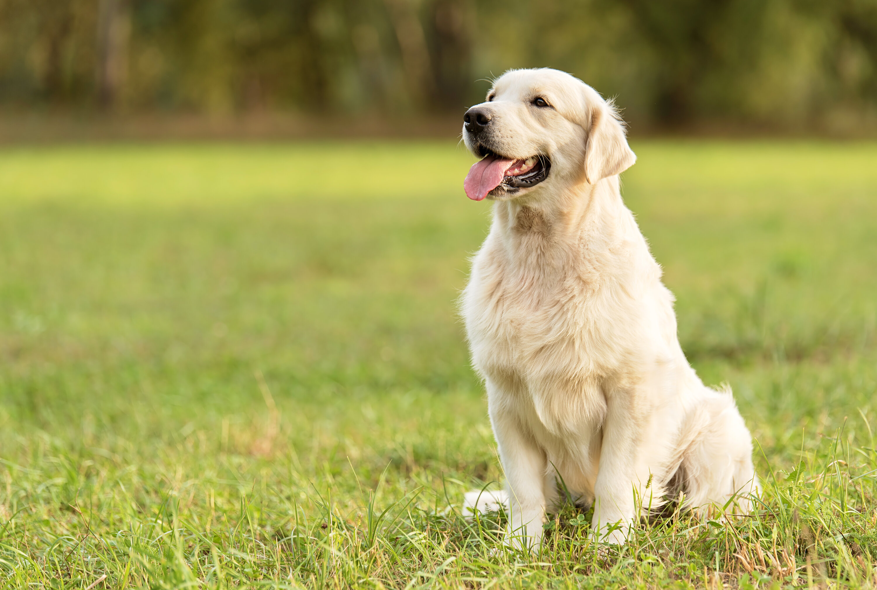 一只奶油色的白色长毛拉布拉多犬坐在草地上，视线远离镜头