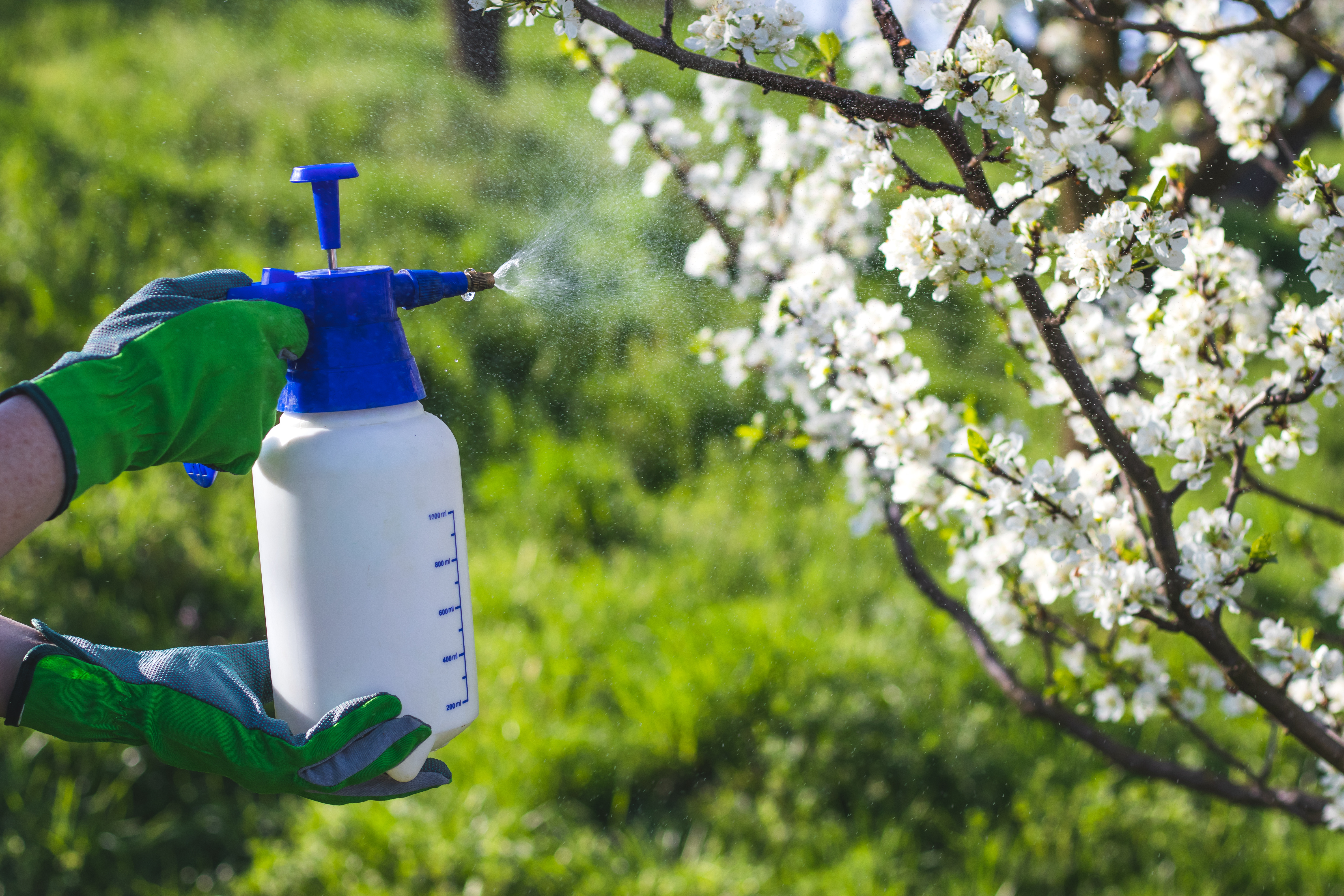 person in gloves spraying pesticide a pesticide bottle into a bush 