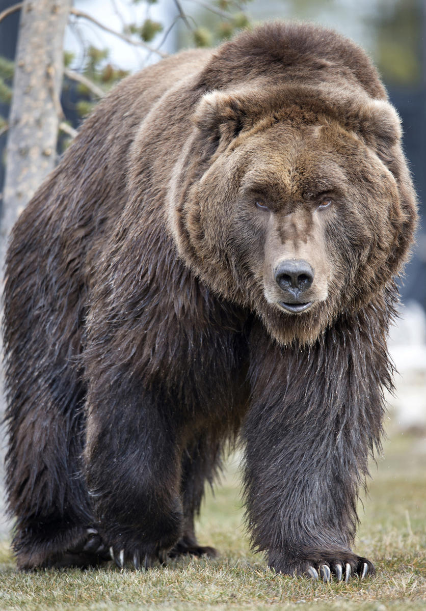A grizzly bear is pictured in the Grizzly &amp; Wolf Discovery Center in West Yellowstone, Mont.