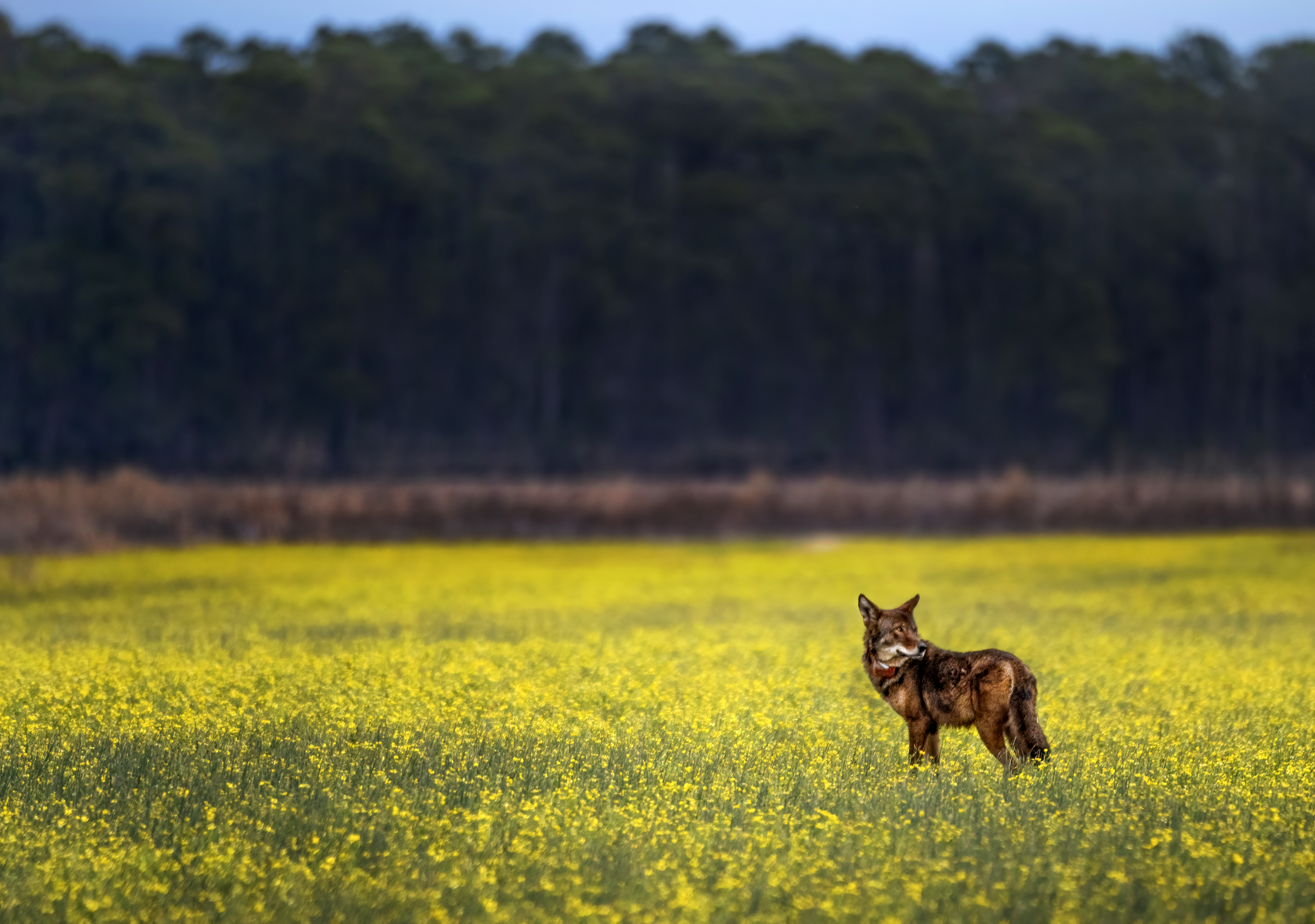 A wolf standing in a field of yellow flowers with a dark stand of trees in the background.