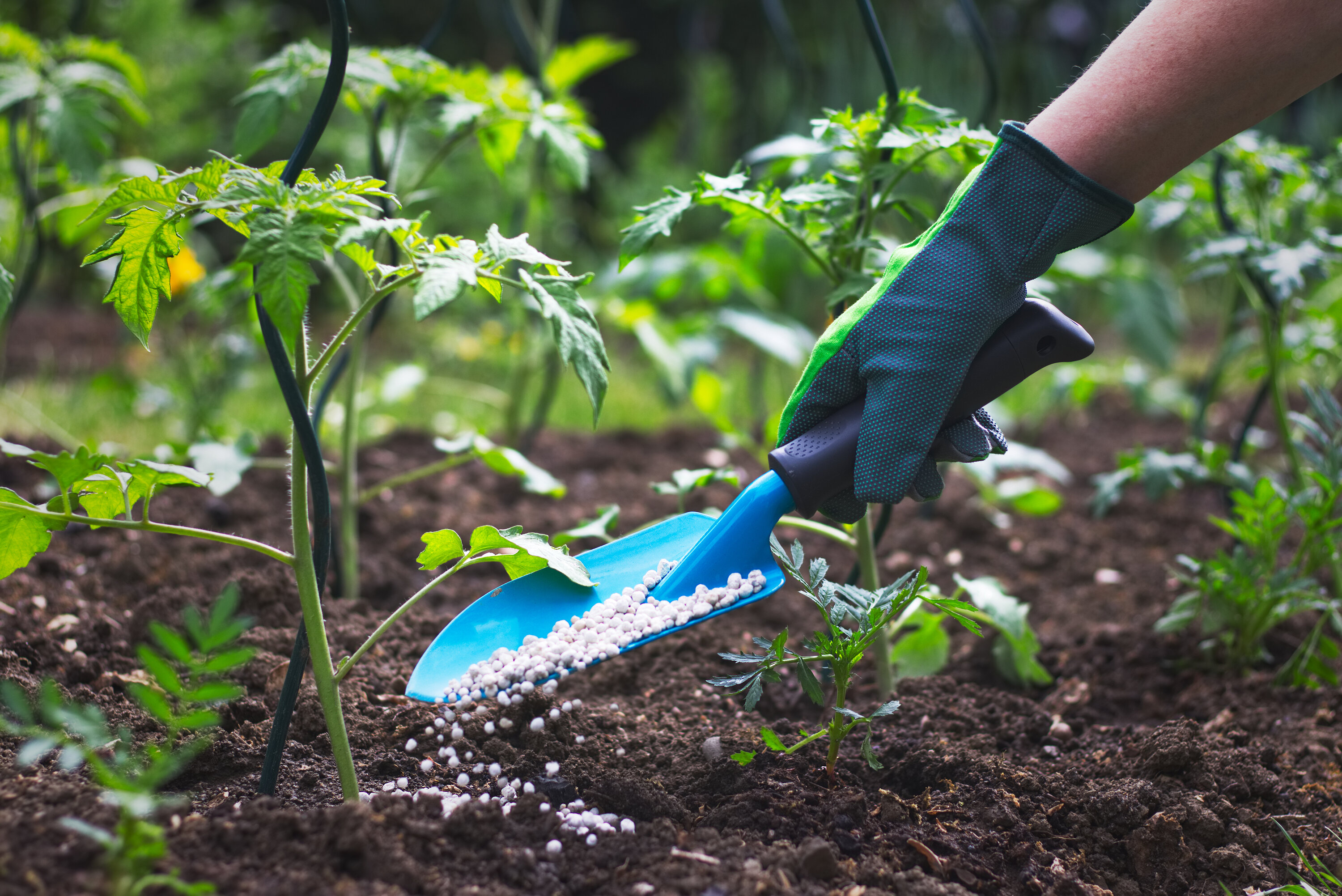 A gloved person pouring fertilizer from a shovel into the soil with plants growing around