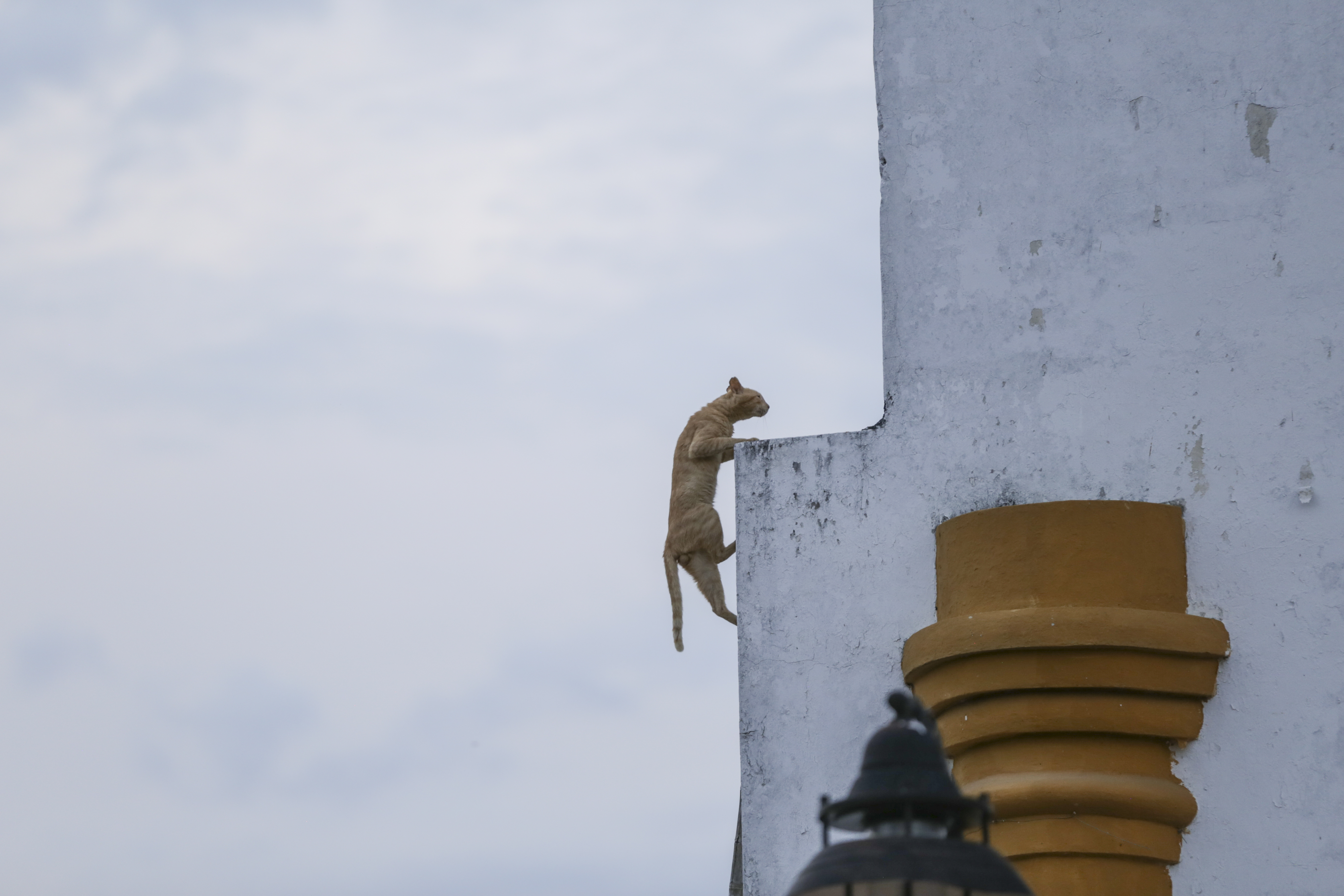 Colombia: Curious link between cats in a cemetery near graves in Mompox