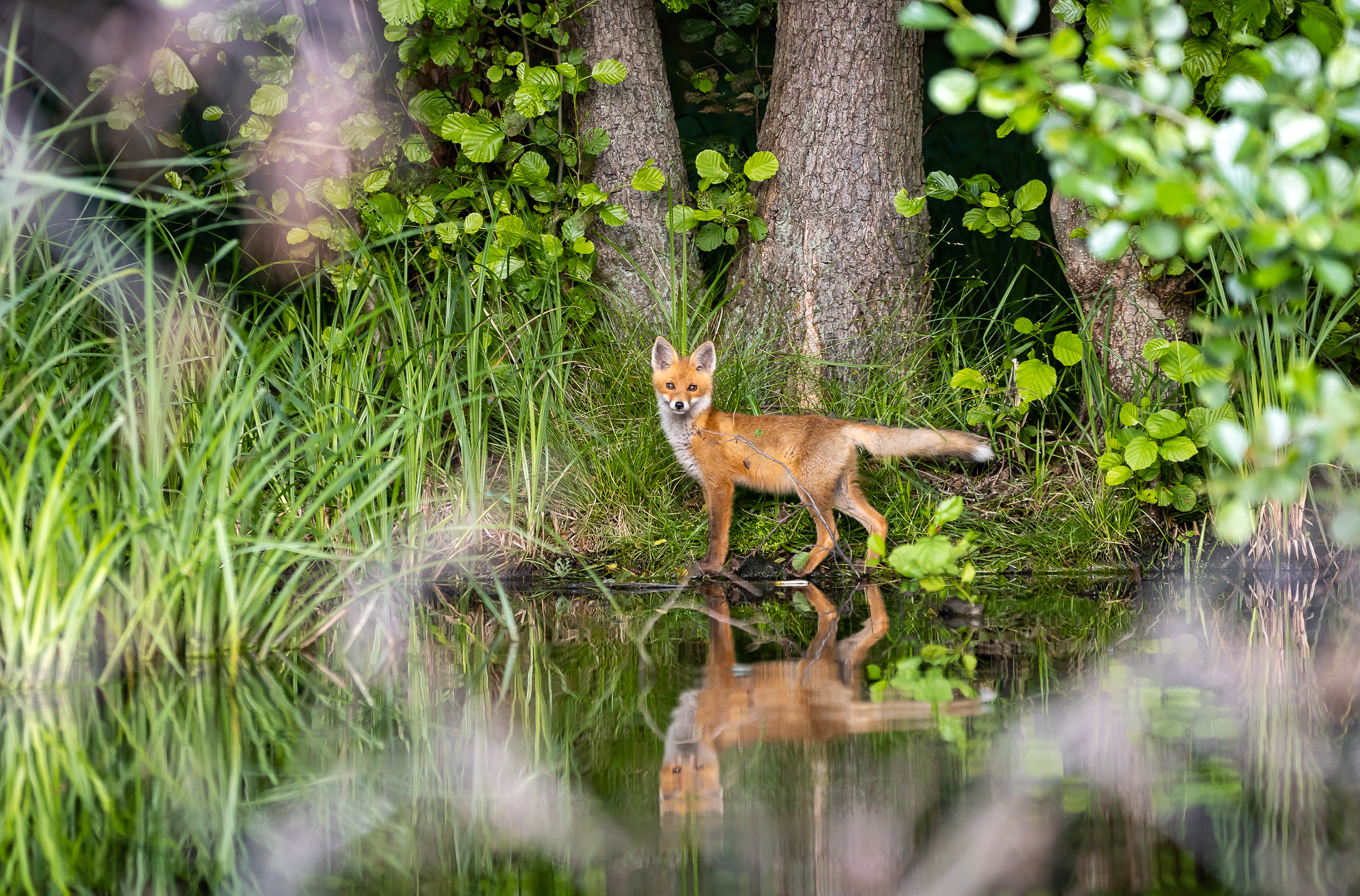 Red fox in the Schlaubetal