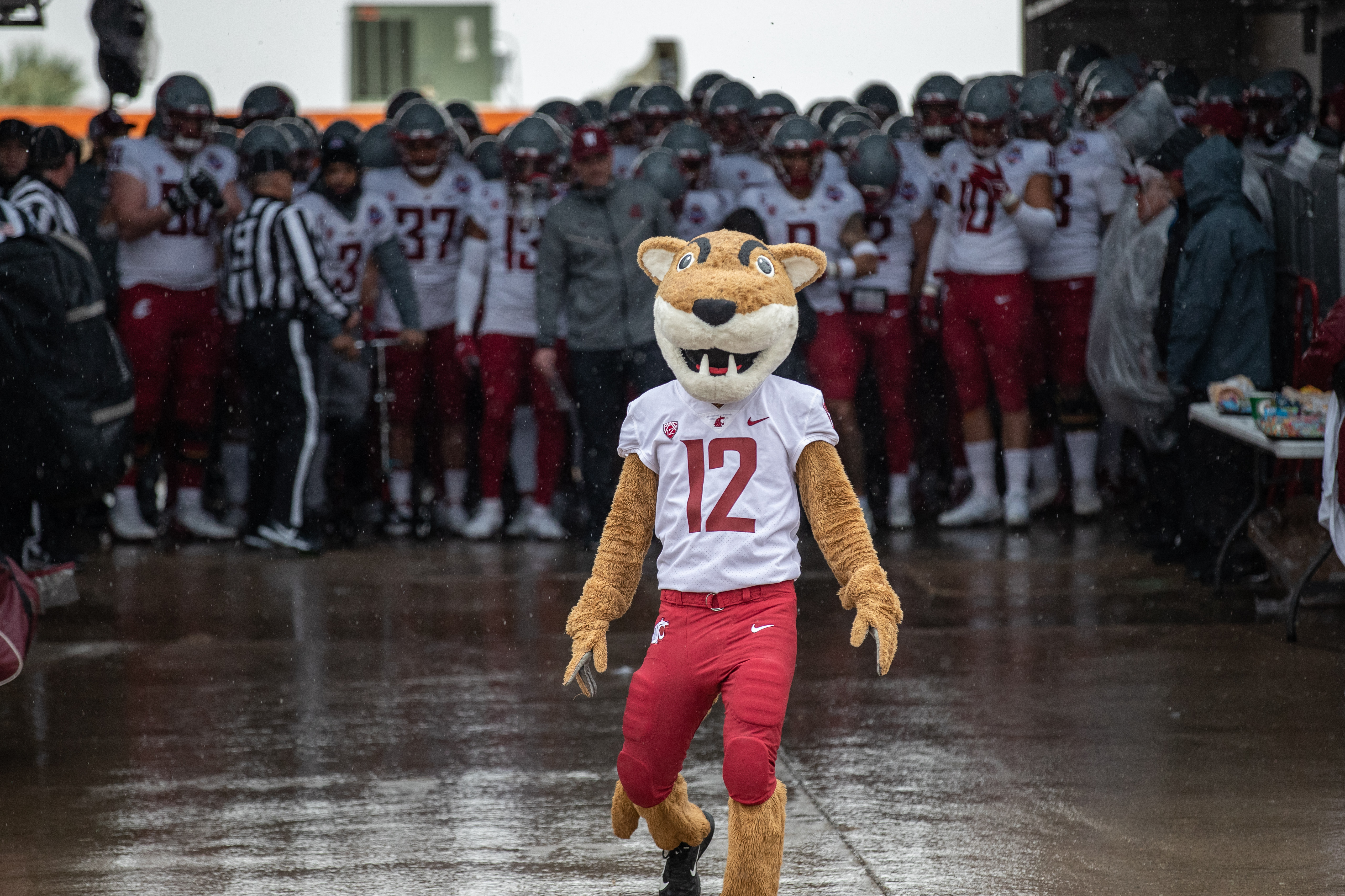 EL PASO, TX - DECEMBER 31: Washington State mascot Butch T Cougar stands in front of the team prior to the 2021 Tony the Tiger Sun Bowl matchup between the Central Michigan Chippewas and the Washington State Cougars on New Year’s Eve at Sun Bowl Stadium in El Paso, TX.