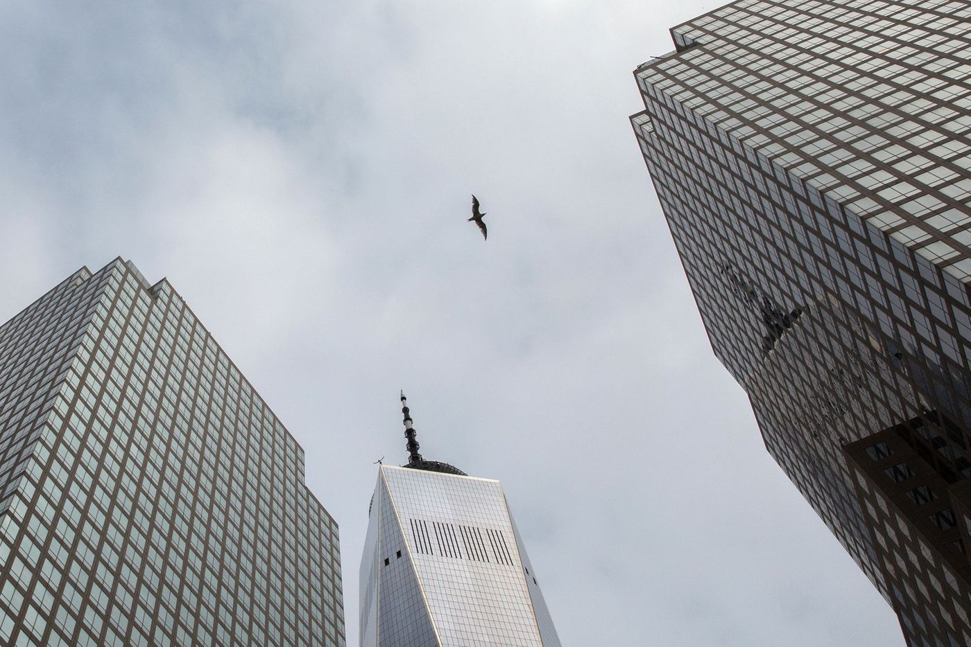 A bird soars between buildings at Brookfield Place in Battery Park City, Sept. 30, 2019.