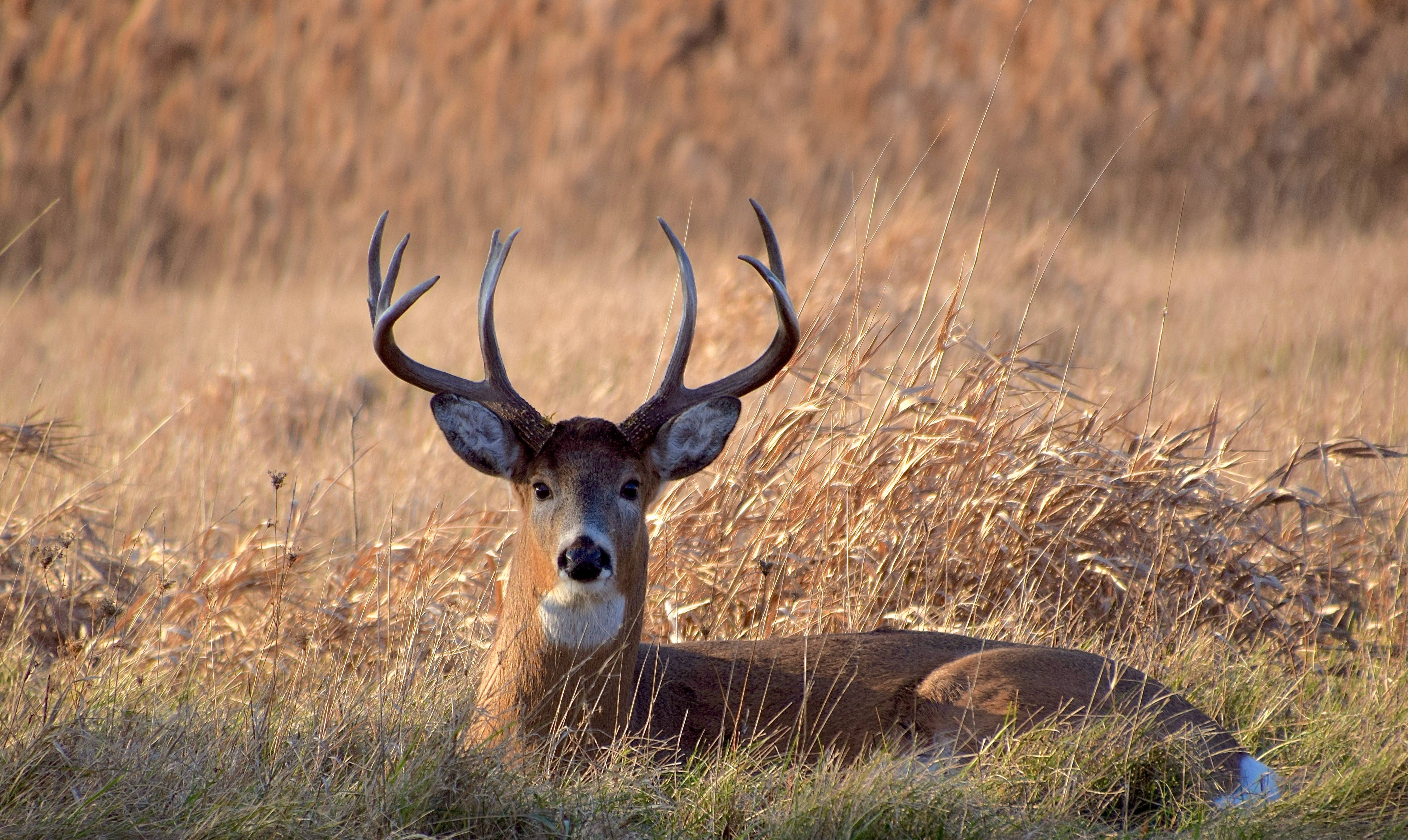 A good-looking buck in in the Forest Preserves of Cook County. Credit: Jeff Getz