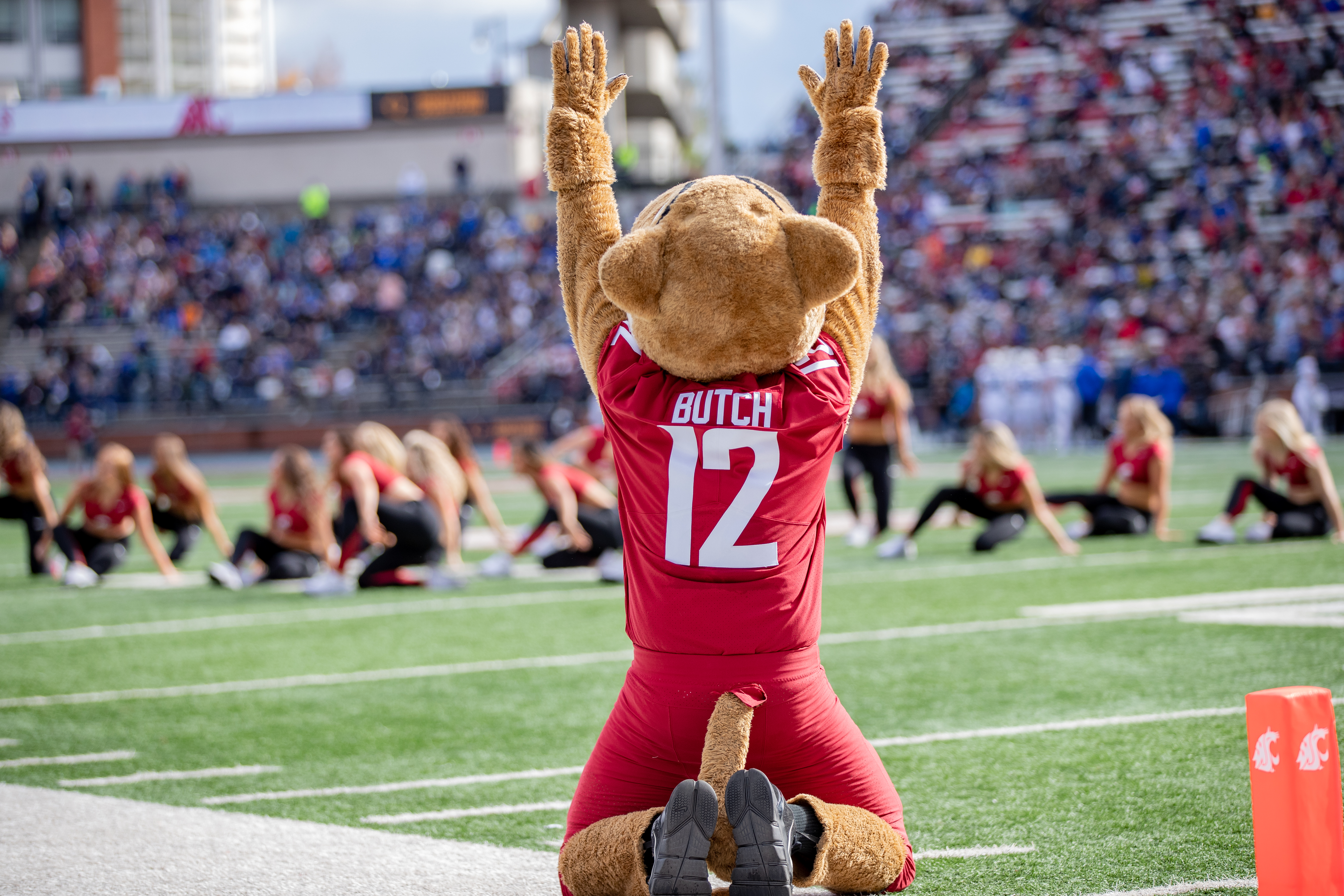 PULLMAN, WA - OCTOBER 23: Washington State mascot Butch T Cougar bows down to the Crimson Gals