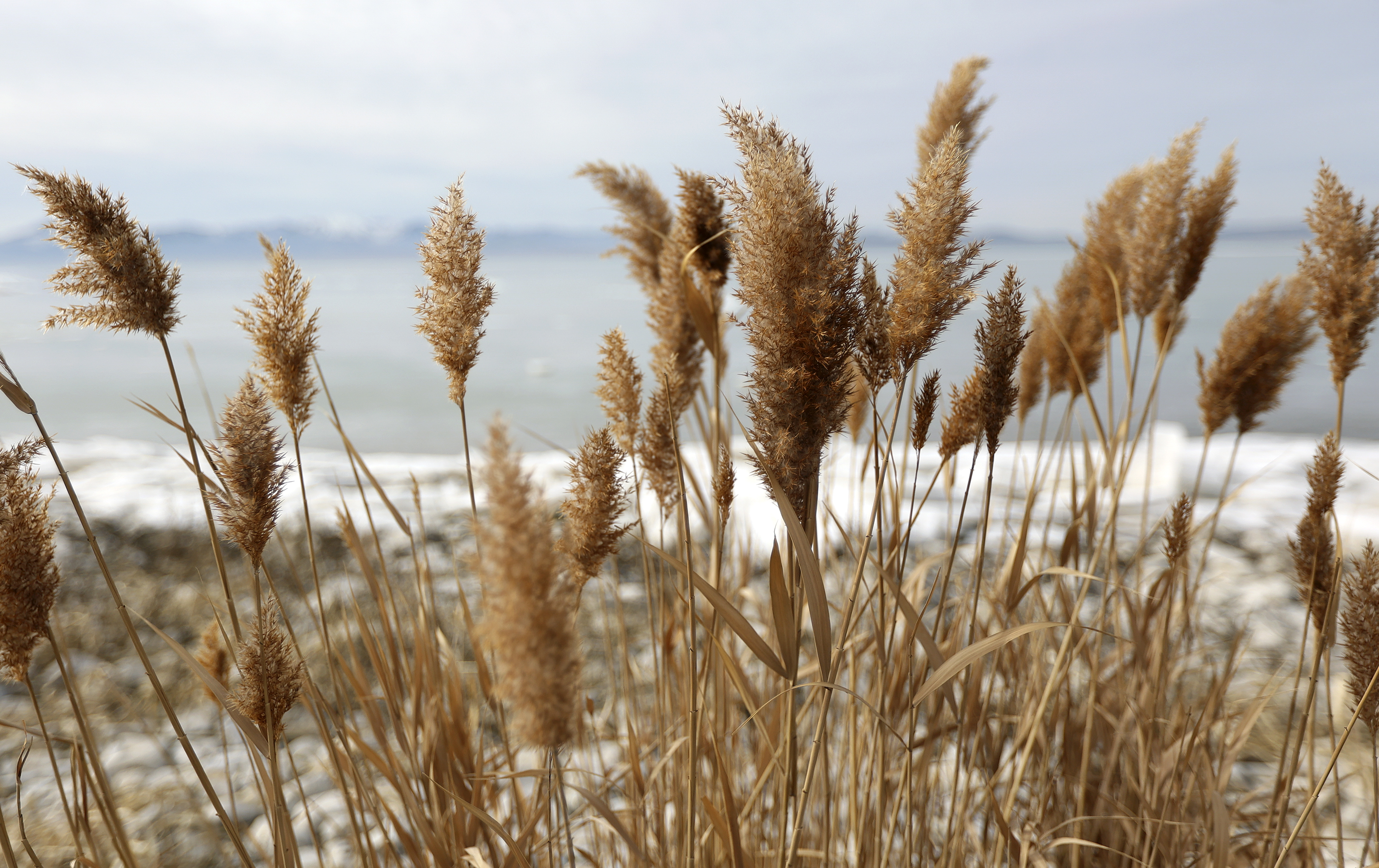 Phragmites line the shore of Utah Lake near Mulberry Beach in Utah County on Thursday, Jan. 13, 2022.&nbsp;Stakeholders gathered at Utah Valley University this week to discuss the future of the lake, including scientists, lawmakers, government officials and the public.