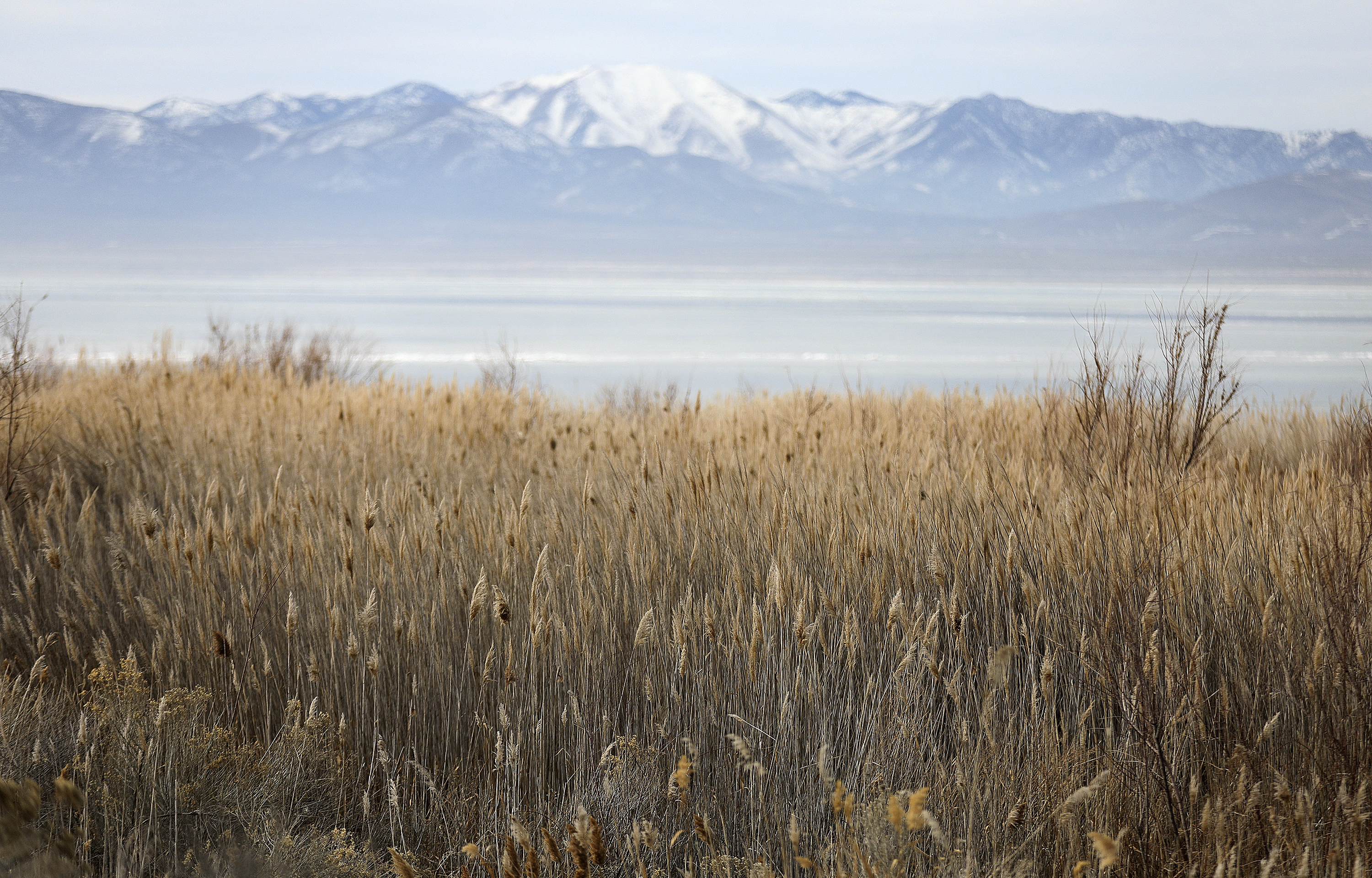 Dense phragmites lines the shore of Utah Lake, near Mulberry Beach in Utah County on Thursday, Jan. 13, 2022.&nbsp;