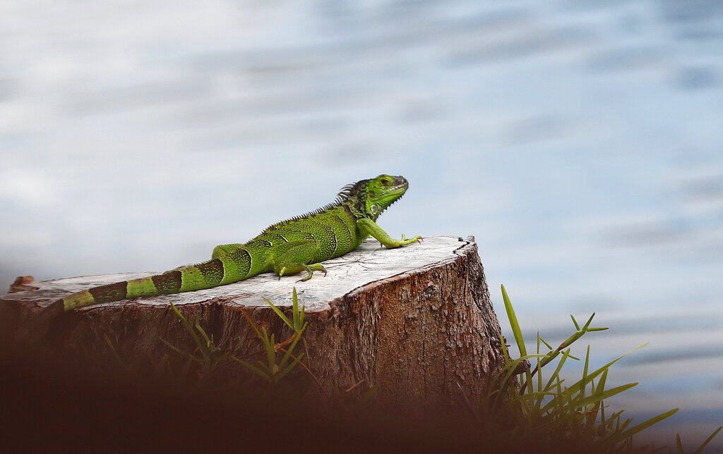 A green iguana rests on a tree stump. 
