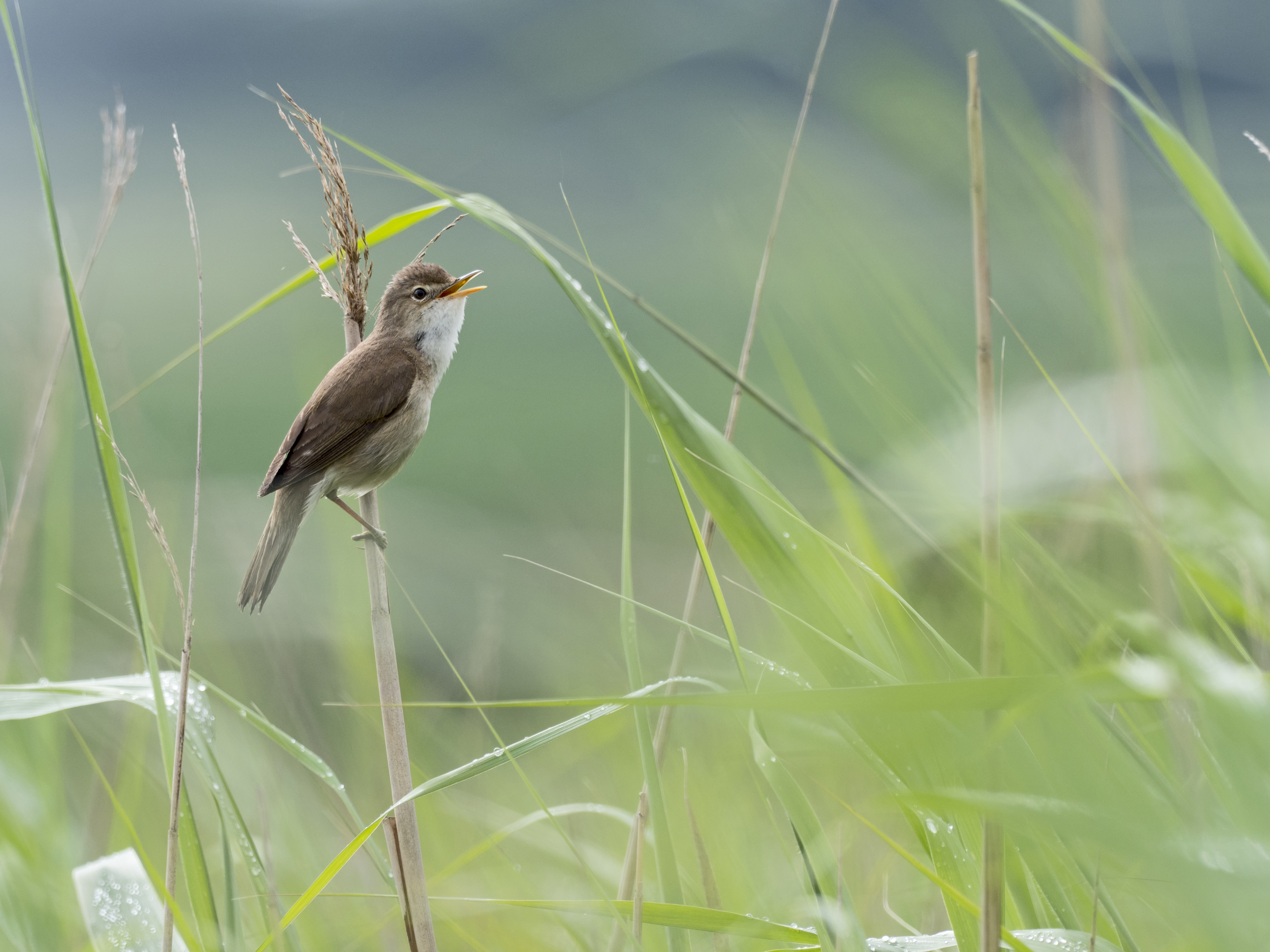 A small bird sitting on a blade of grass in a field.
