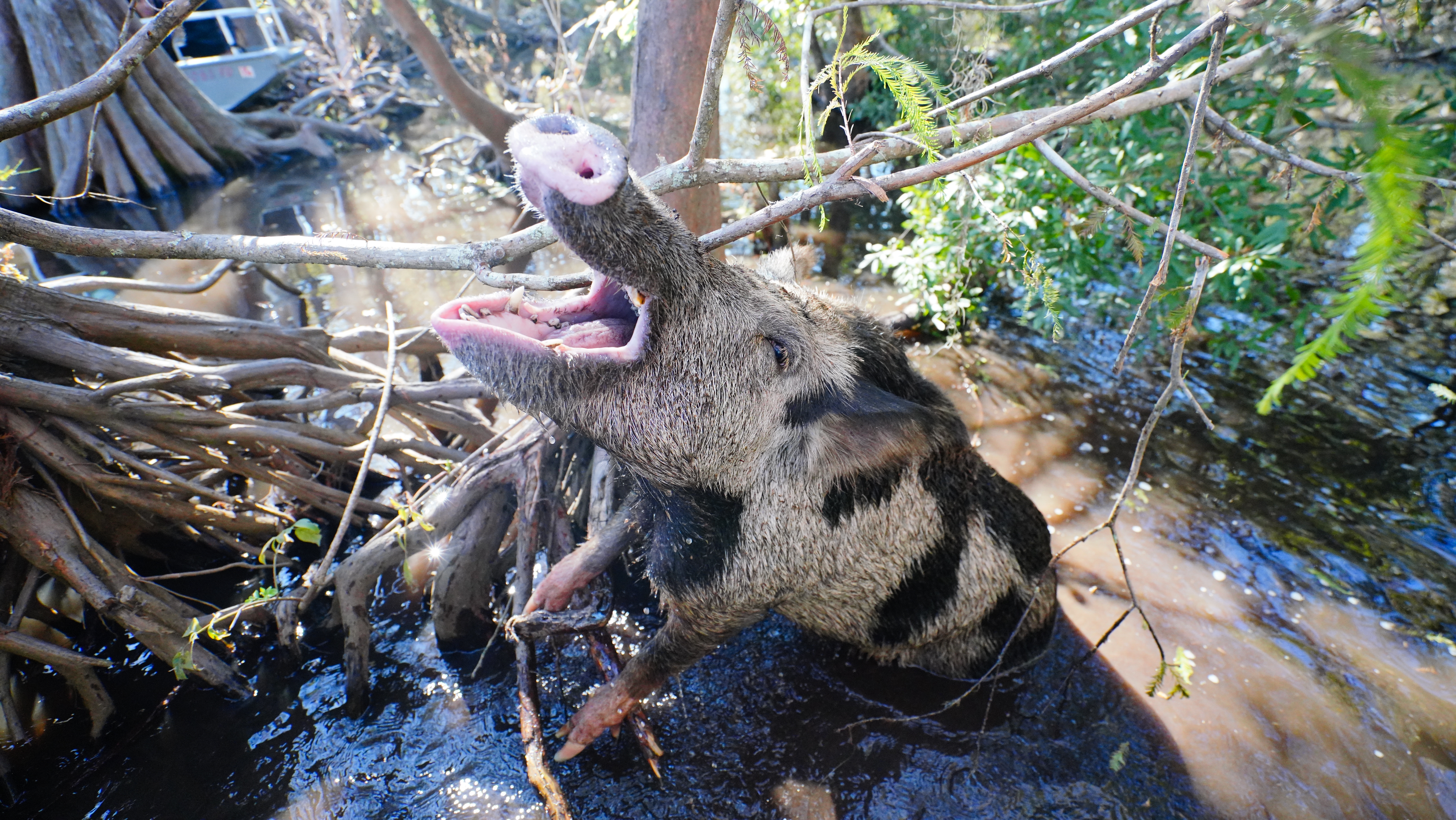 A pretty feral pig with spots begs for food in a Louisiana swamp.