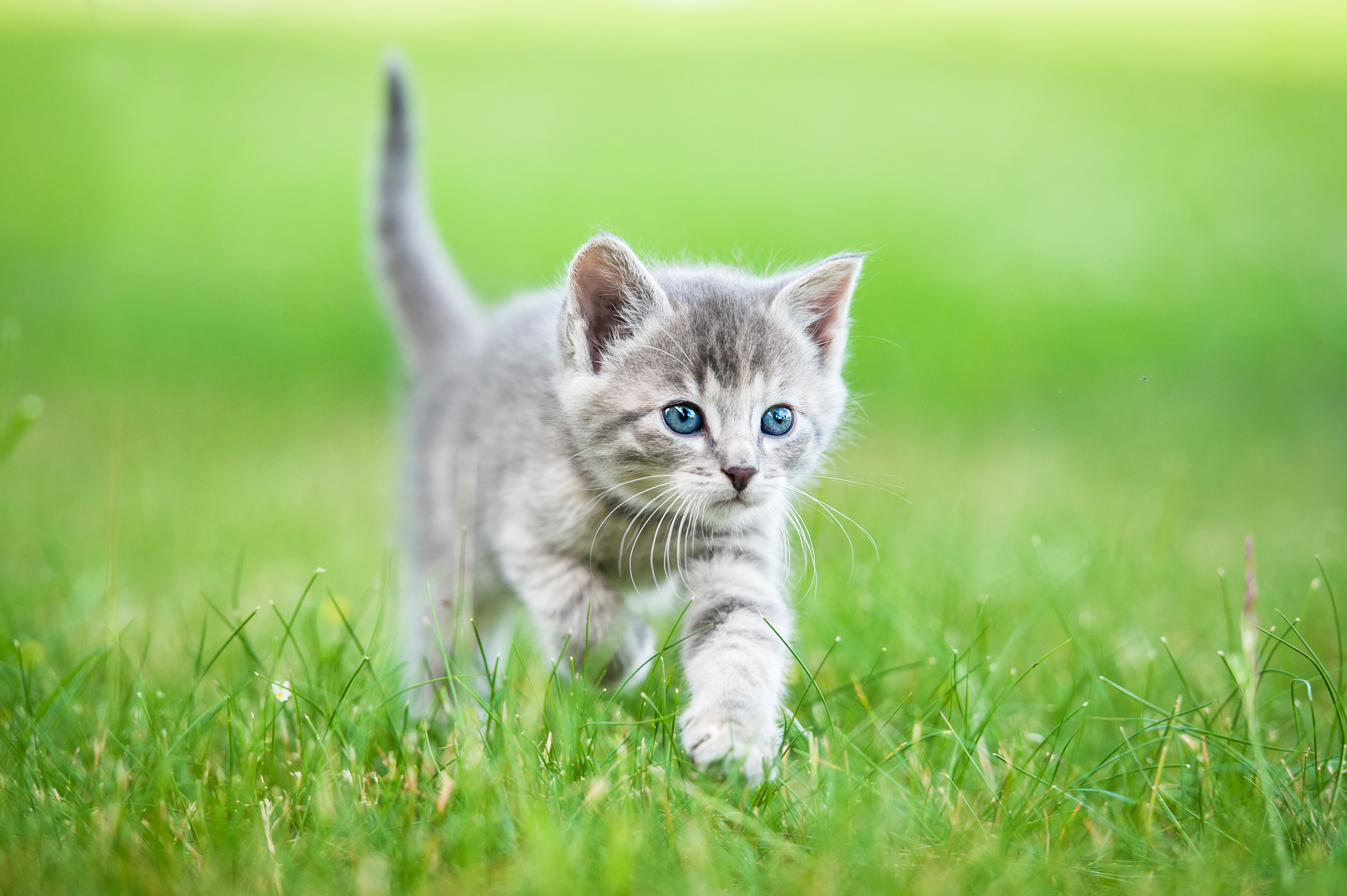 A grey kitten walking through the grass