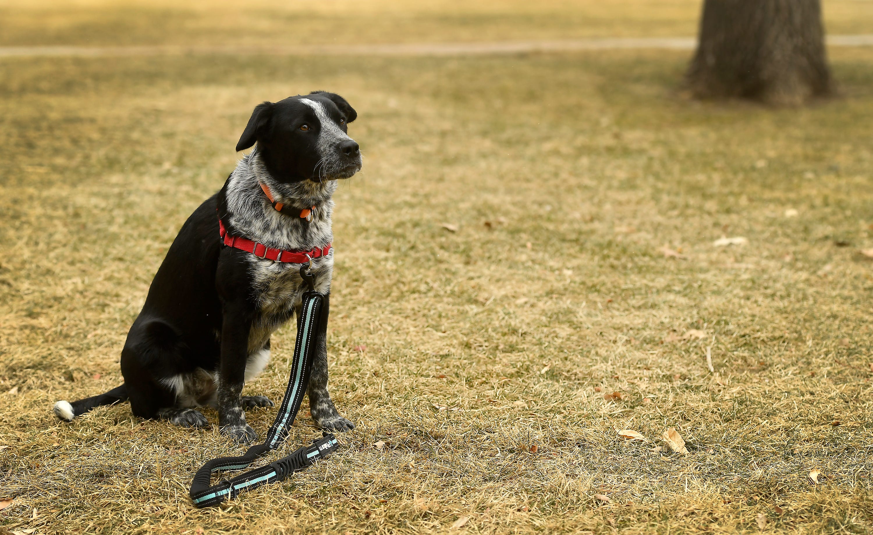 Aspen, a cattle dog mix, sits for Emma Shin, the executive director for Rocky Mountain Puppy Rescue, at Fickel Park in Berthoud, Colo. on Thursday, January 30, 2020. Aspen will represent Colorado in Animal Planet’s Puppy Bowl on Super Bowl Sunday.