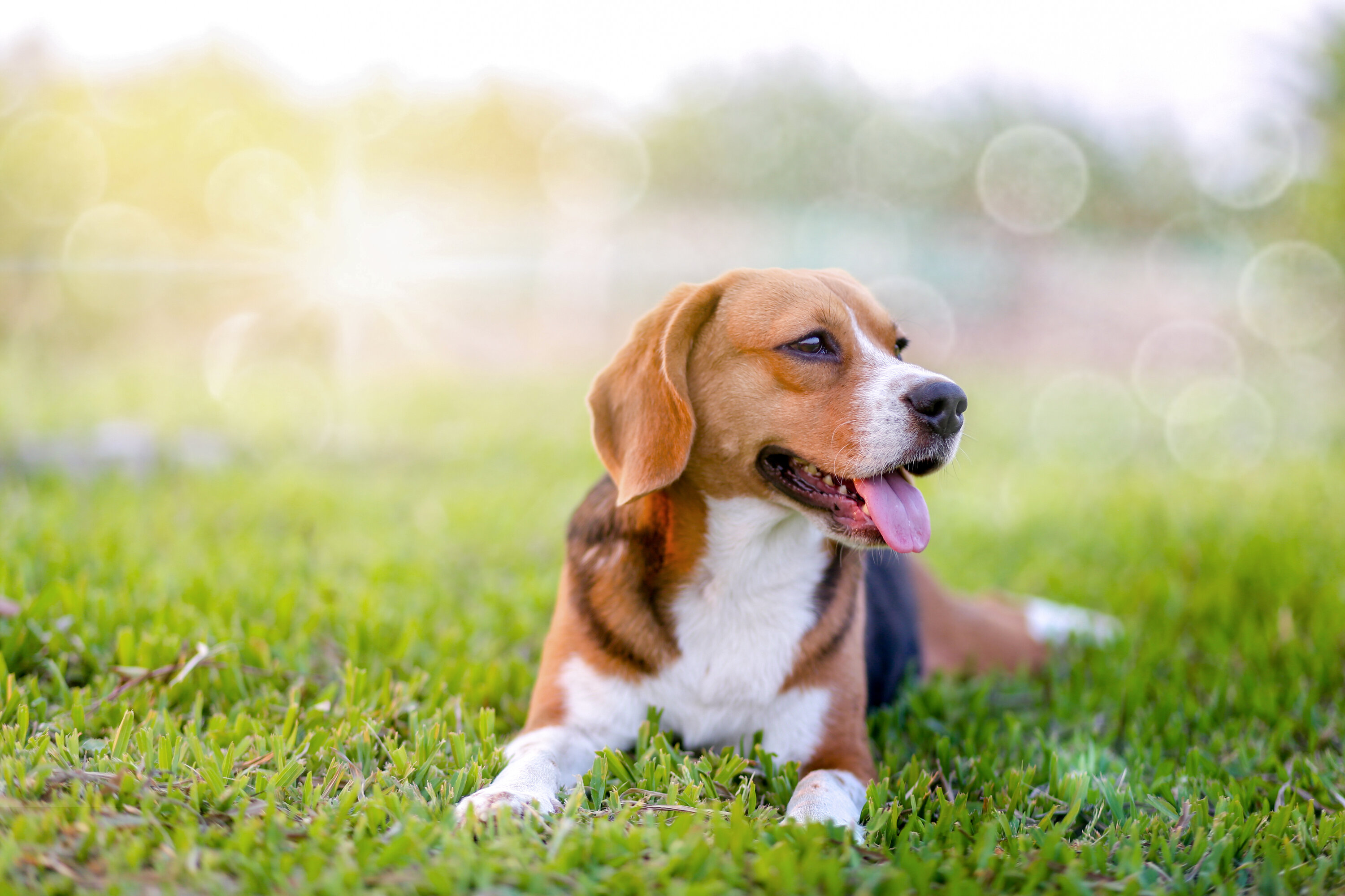 A beagle laying down in the grass with its tongue hanging out looking away from the camera, with a sunset in the background
