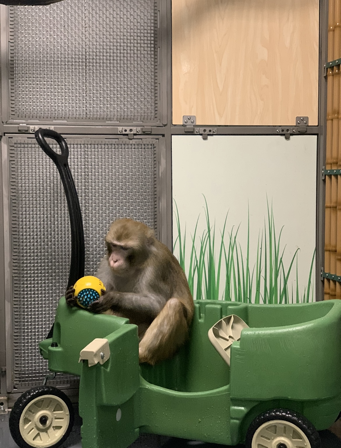 A monkey in Neuralink’s in-house facility.