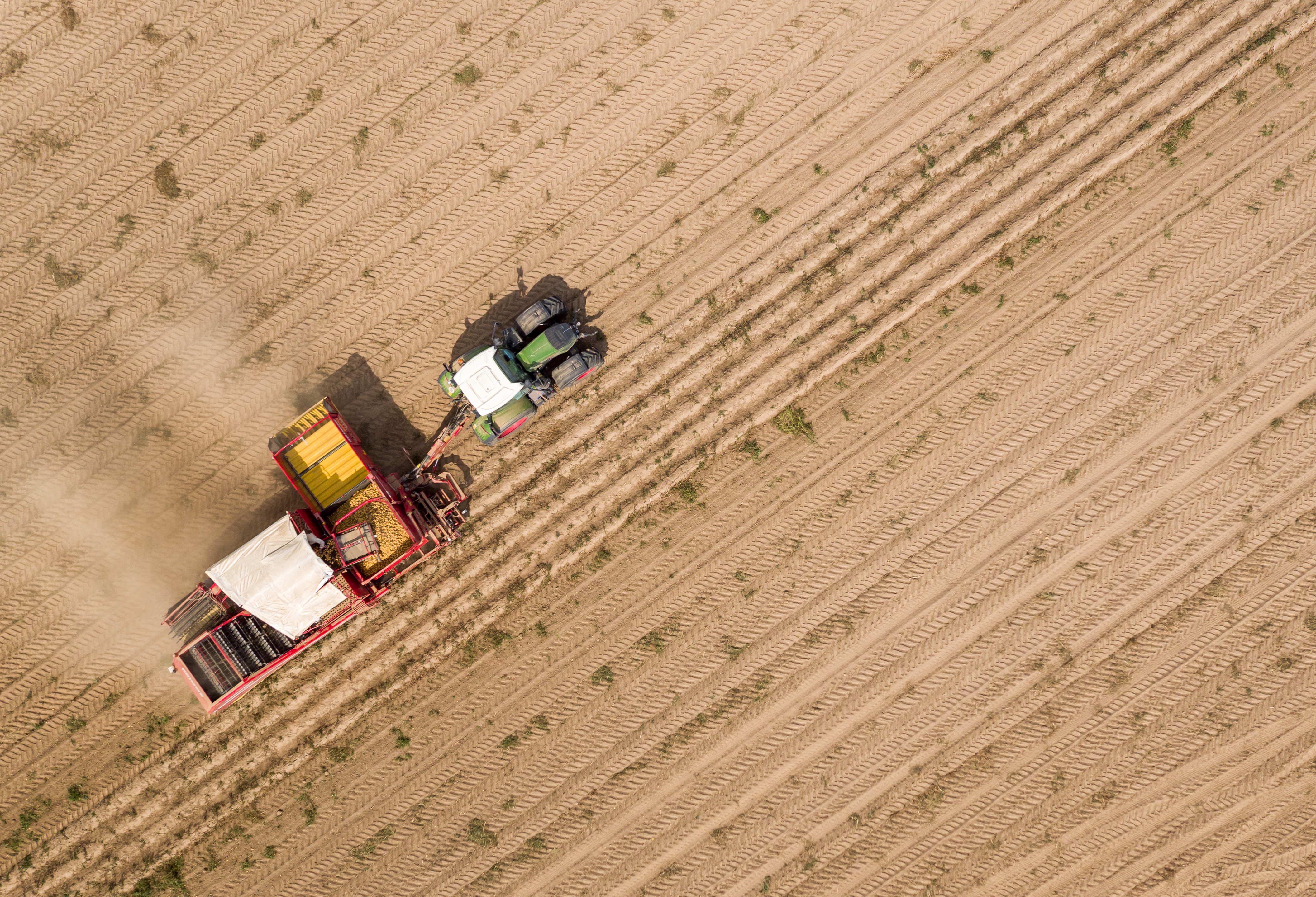 An overhead shot of a dusty potato field being harvested by machine.