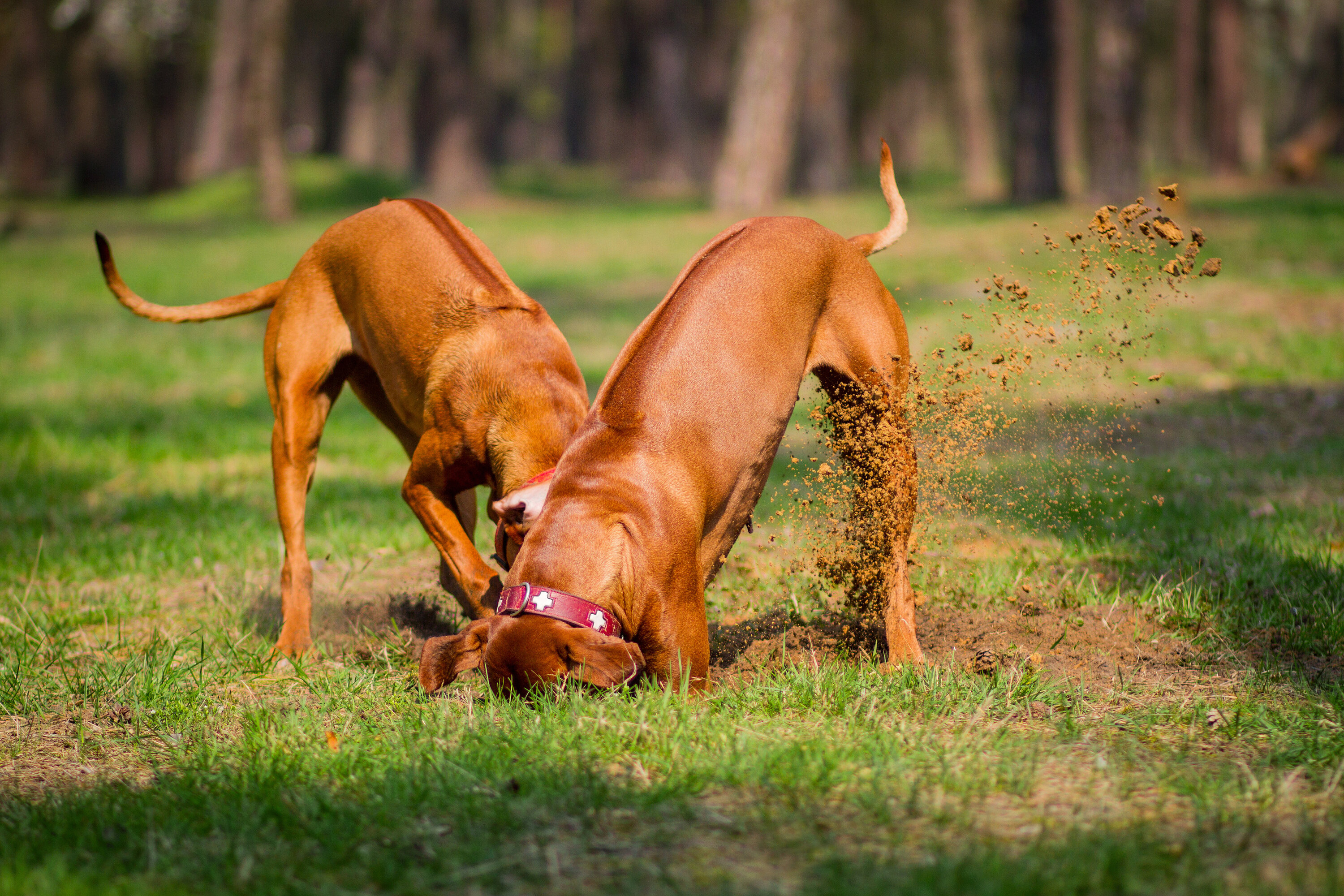 two brown-red large dogs digging holes in the grass 