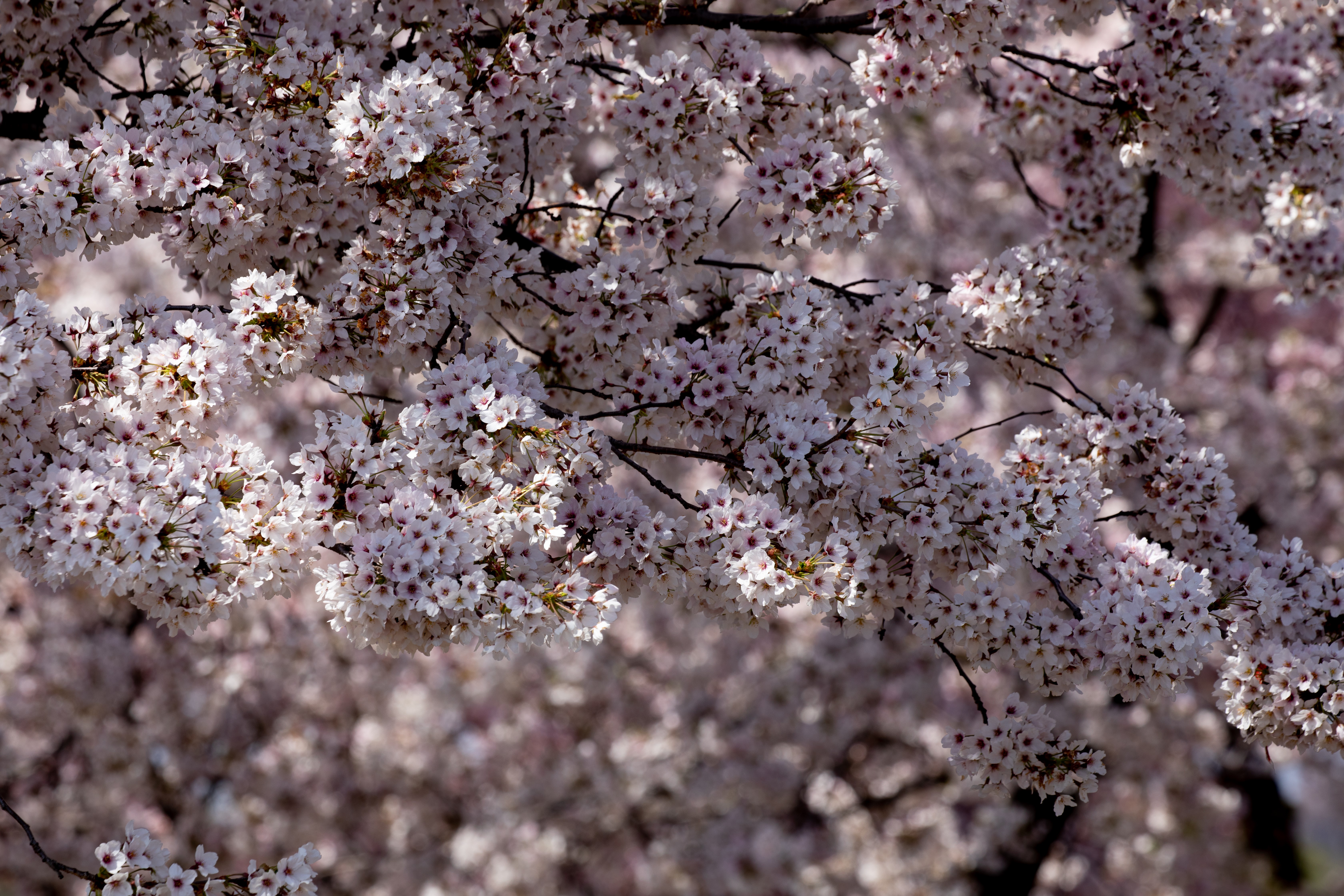 National Cherry Blossom Festival in Washington