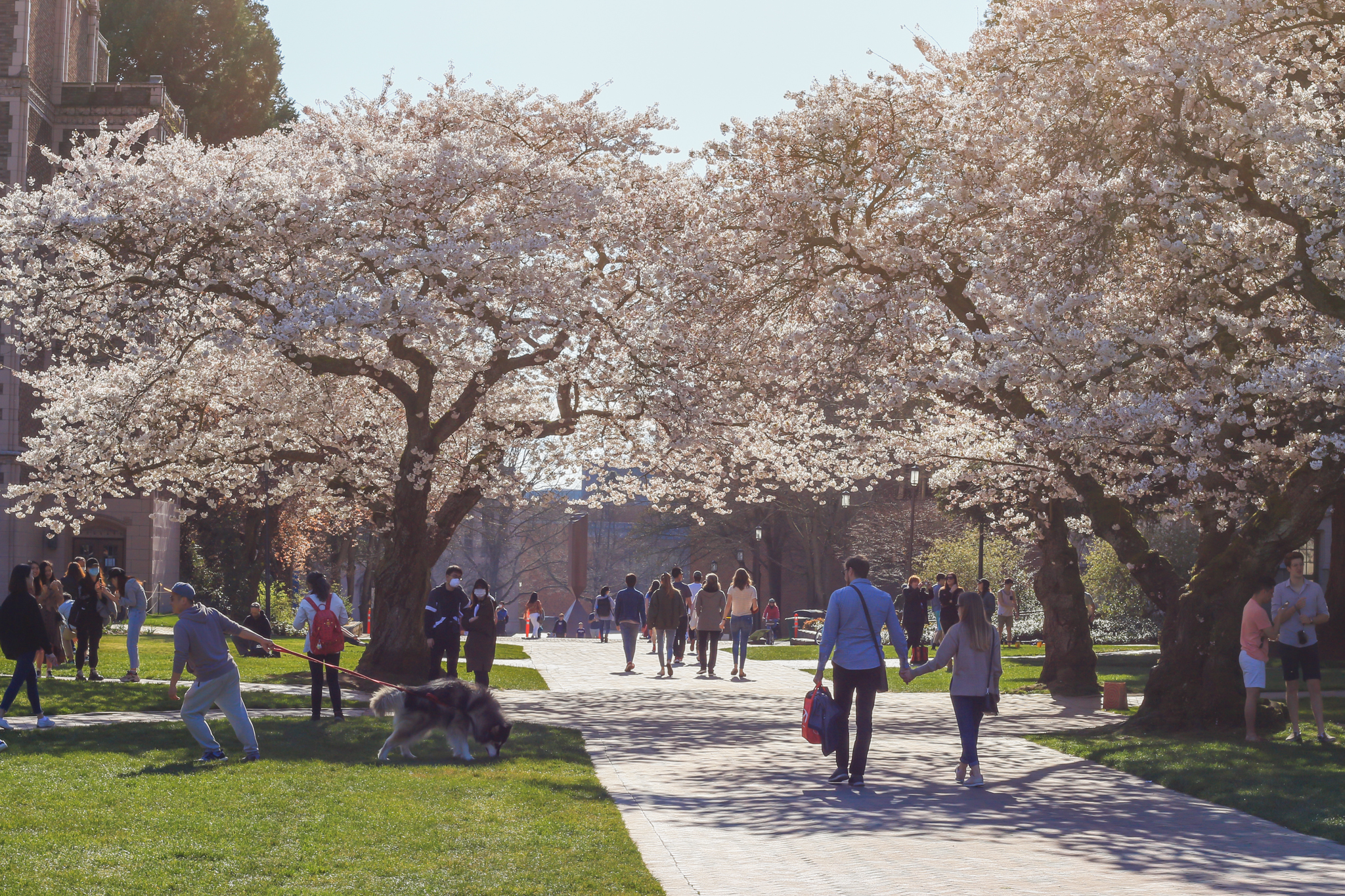 A sun-lit walkway with cherry trees in bloom on either side. A group of people mingle under the cherry trees.
