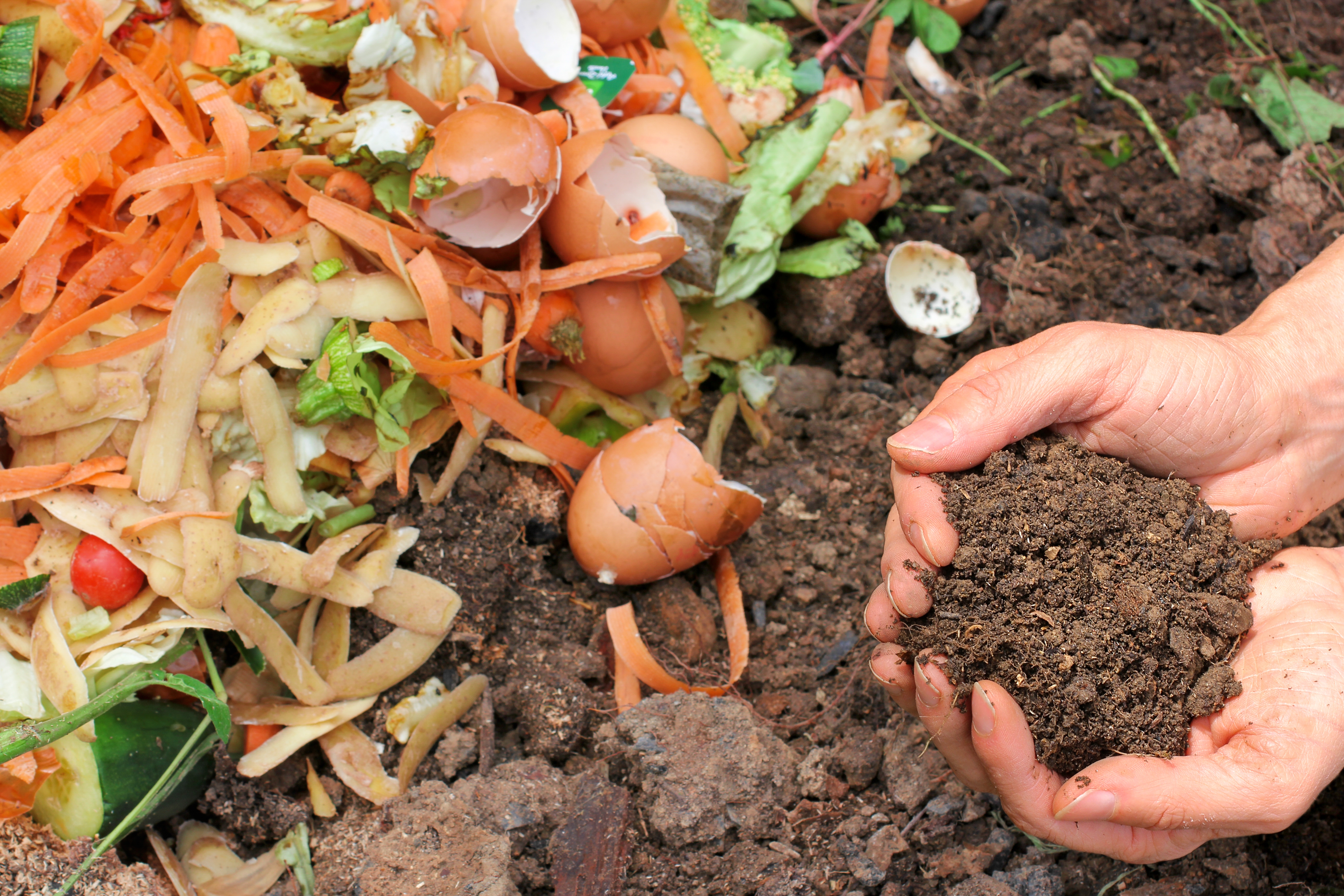 胡萝卜和土豆皮，其他蔬菜残渣，鸡蛋壳放在堆肥箱里，用两只手捧起堆肥土。
