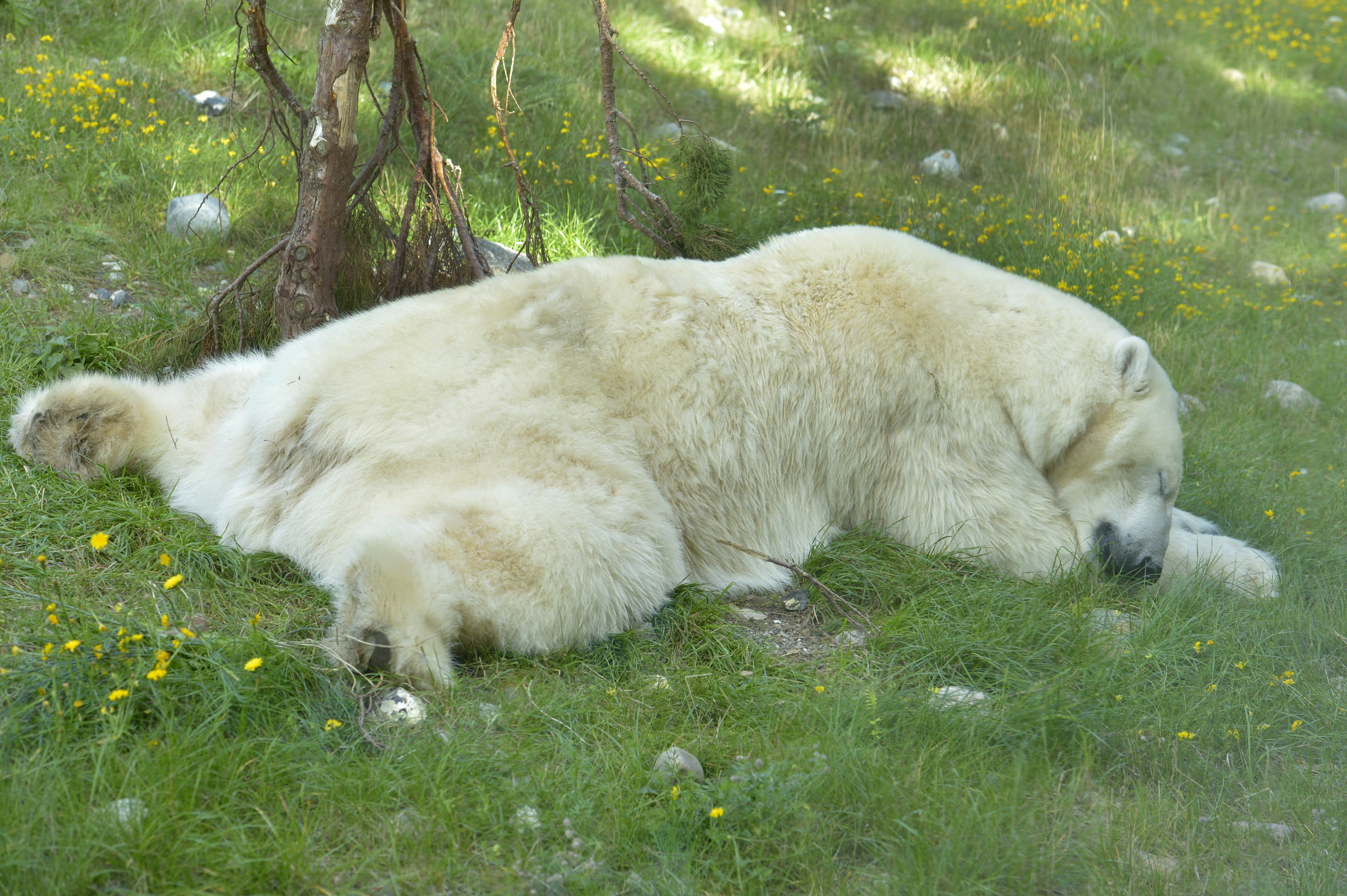 Polar bear in the zoo Rostock
